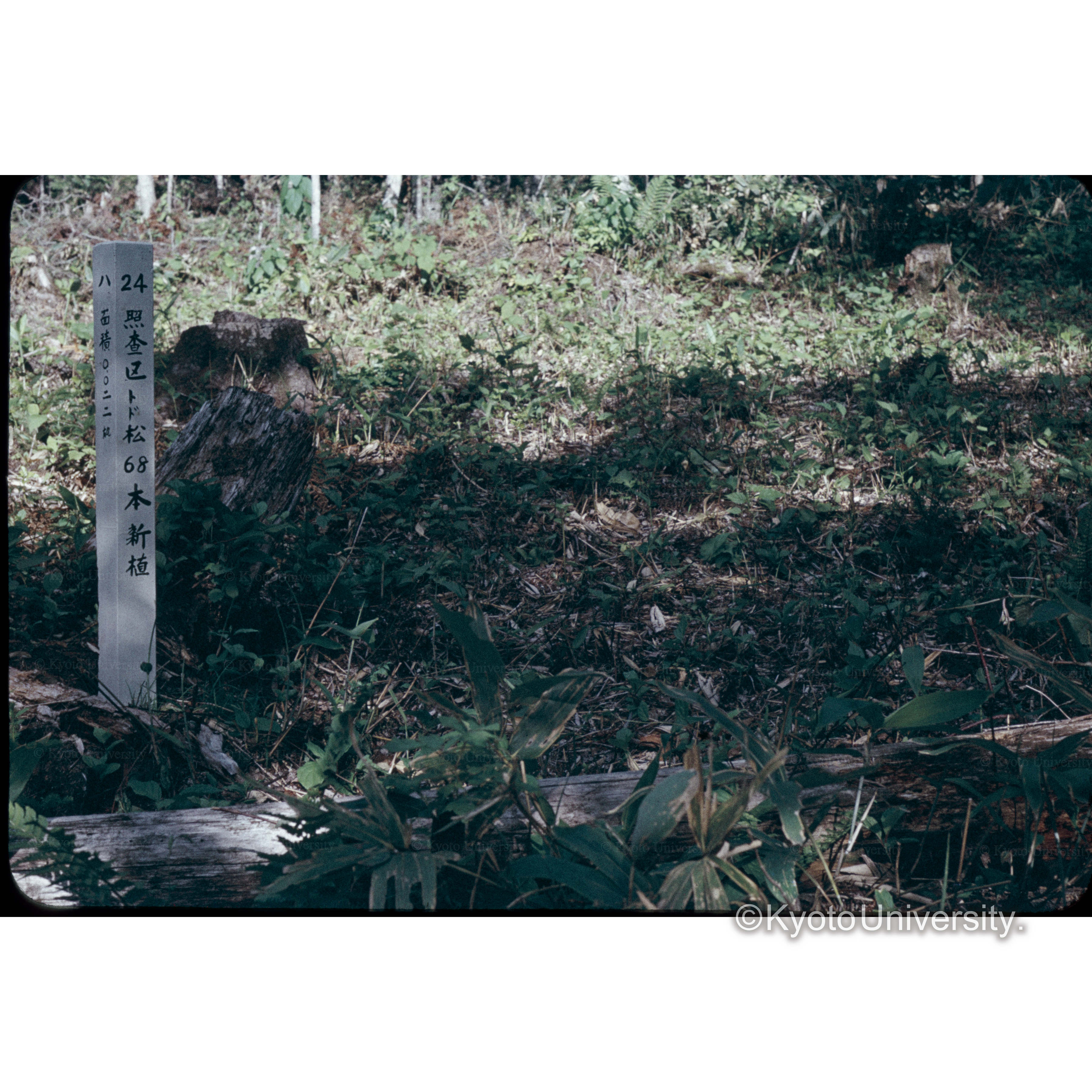 照葉樹　24林班は0.022 39年植　68本 (1)