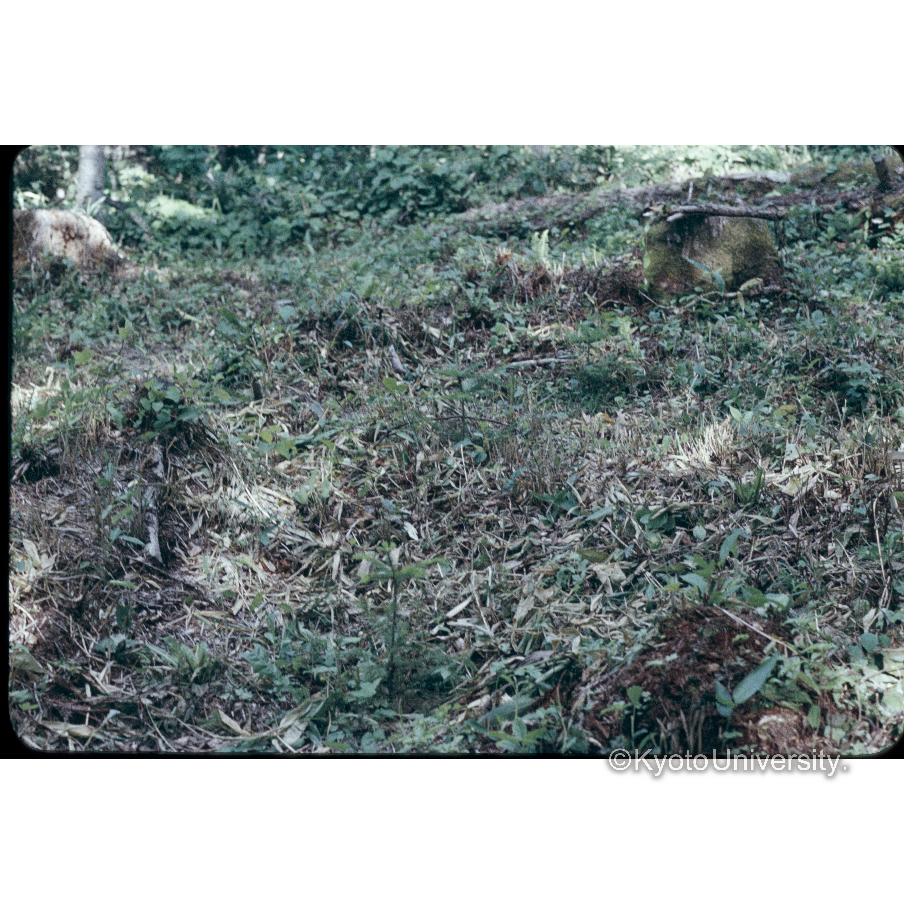 照葉樹　23林班38年植101本0.034ha (1)