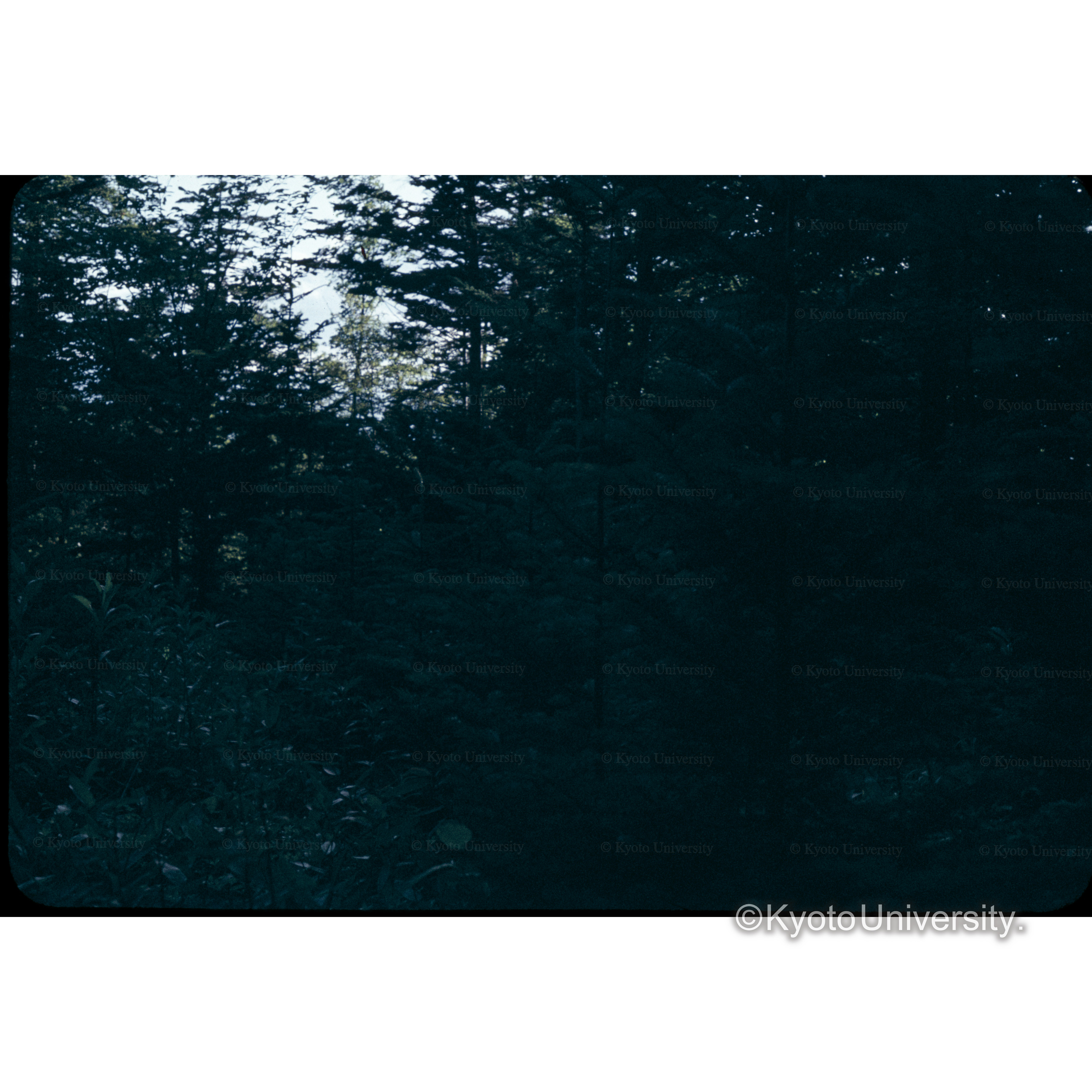 照葉樹　6林班　33年植40本 (1)