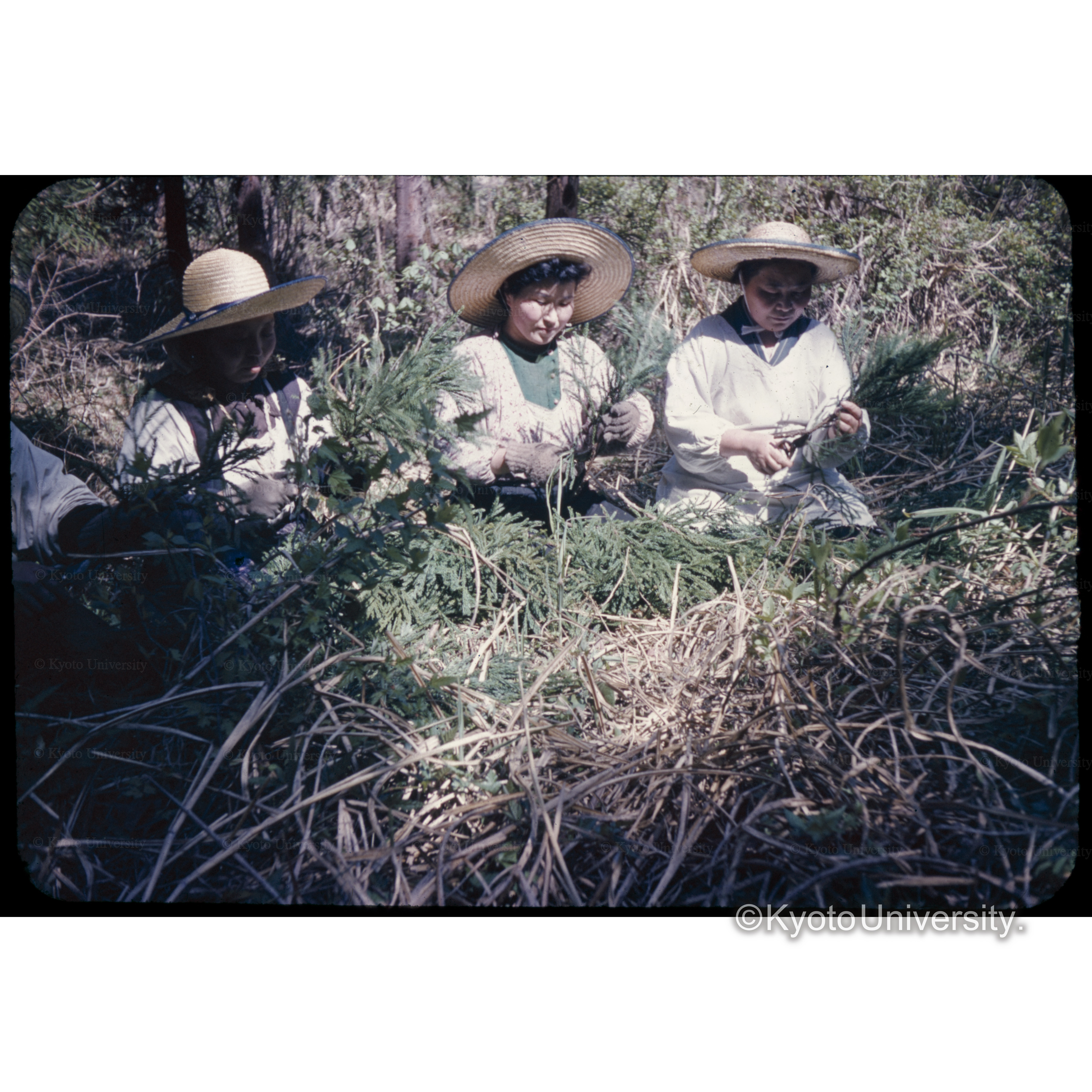 挿木　穂作り　33.6 (1)