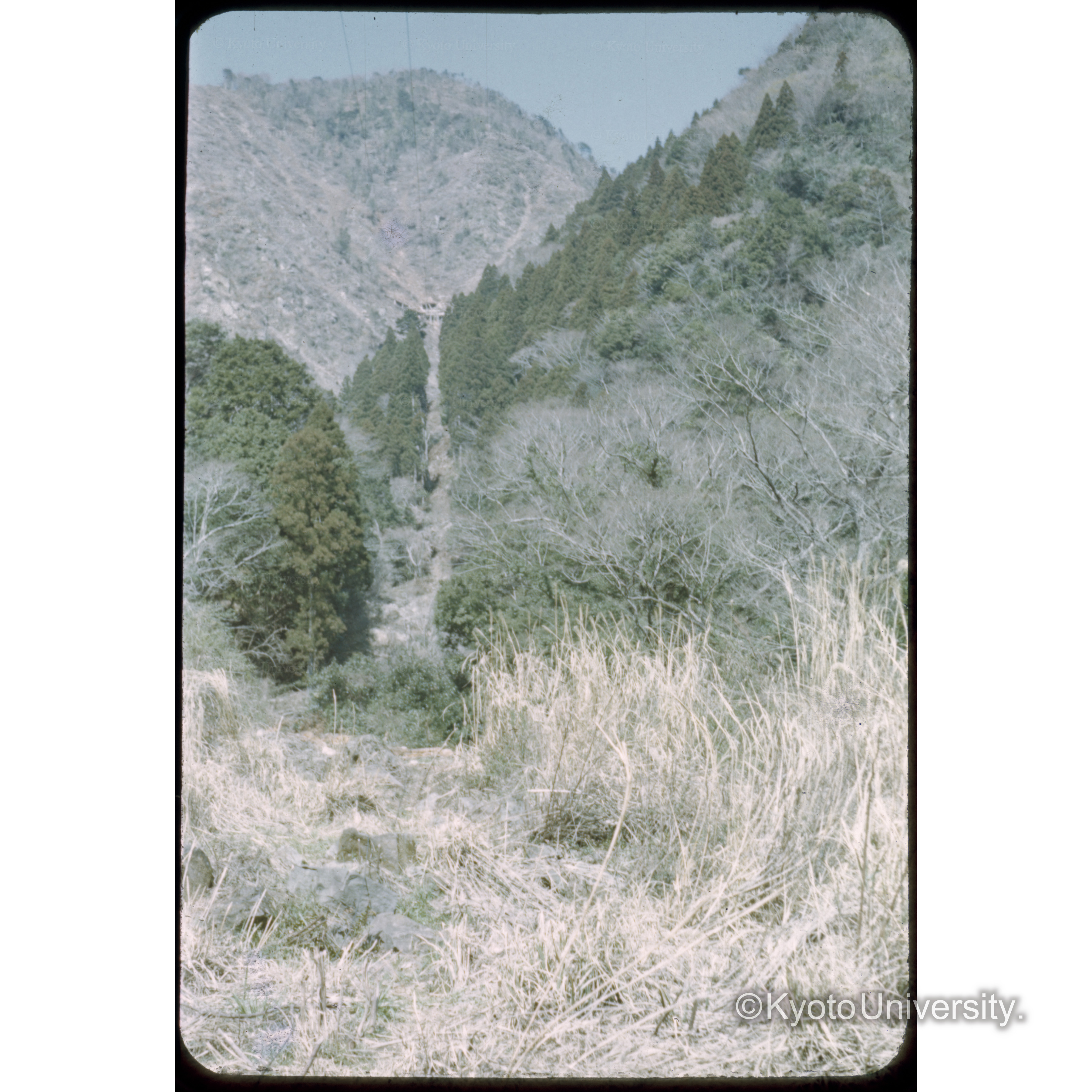 萩ノ入、天城国有林 (1)