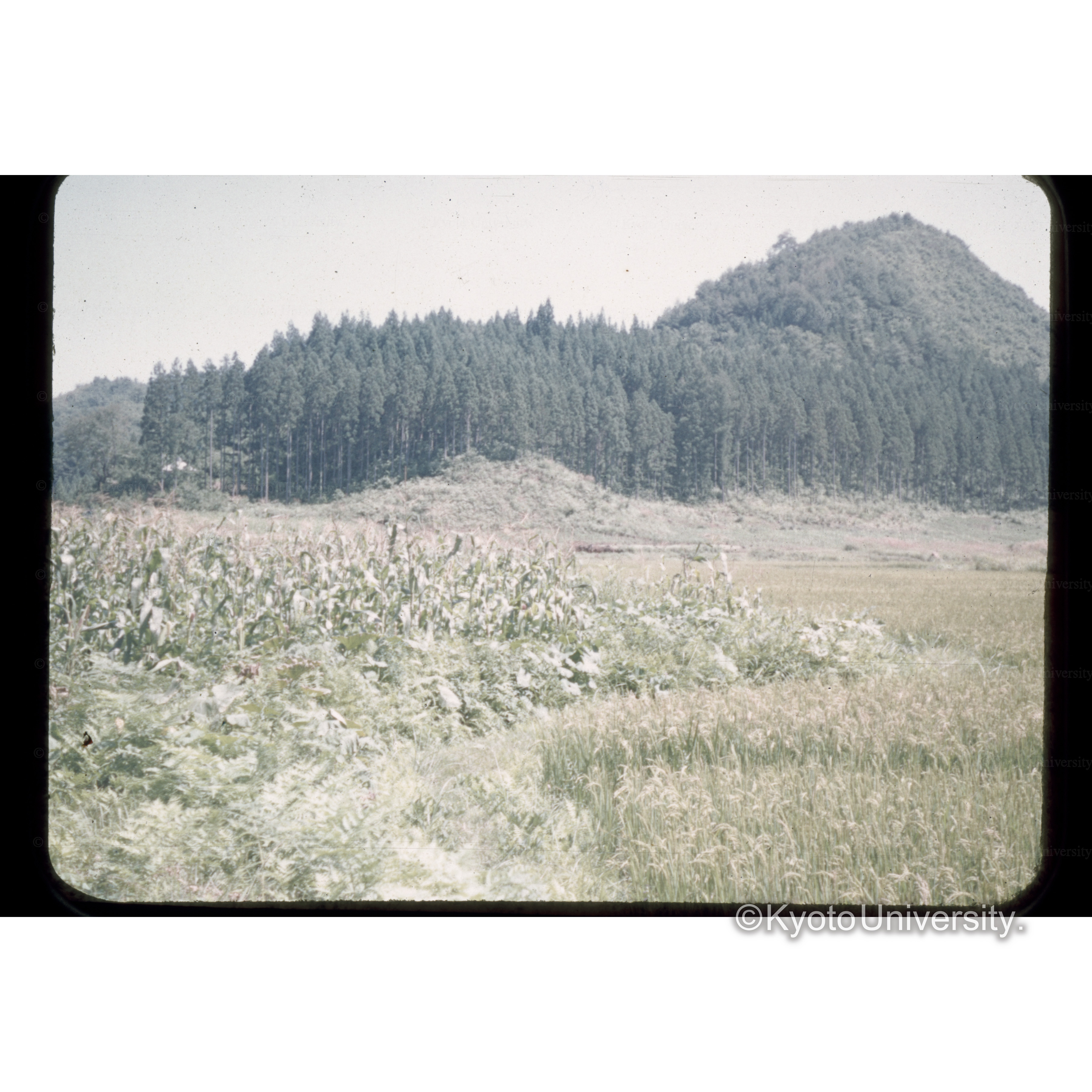 山形　岸氏営林付近 (1)