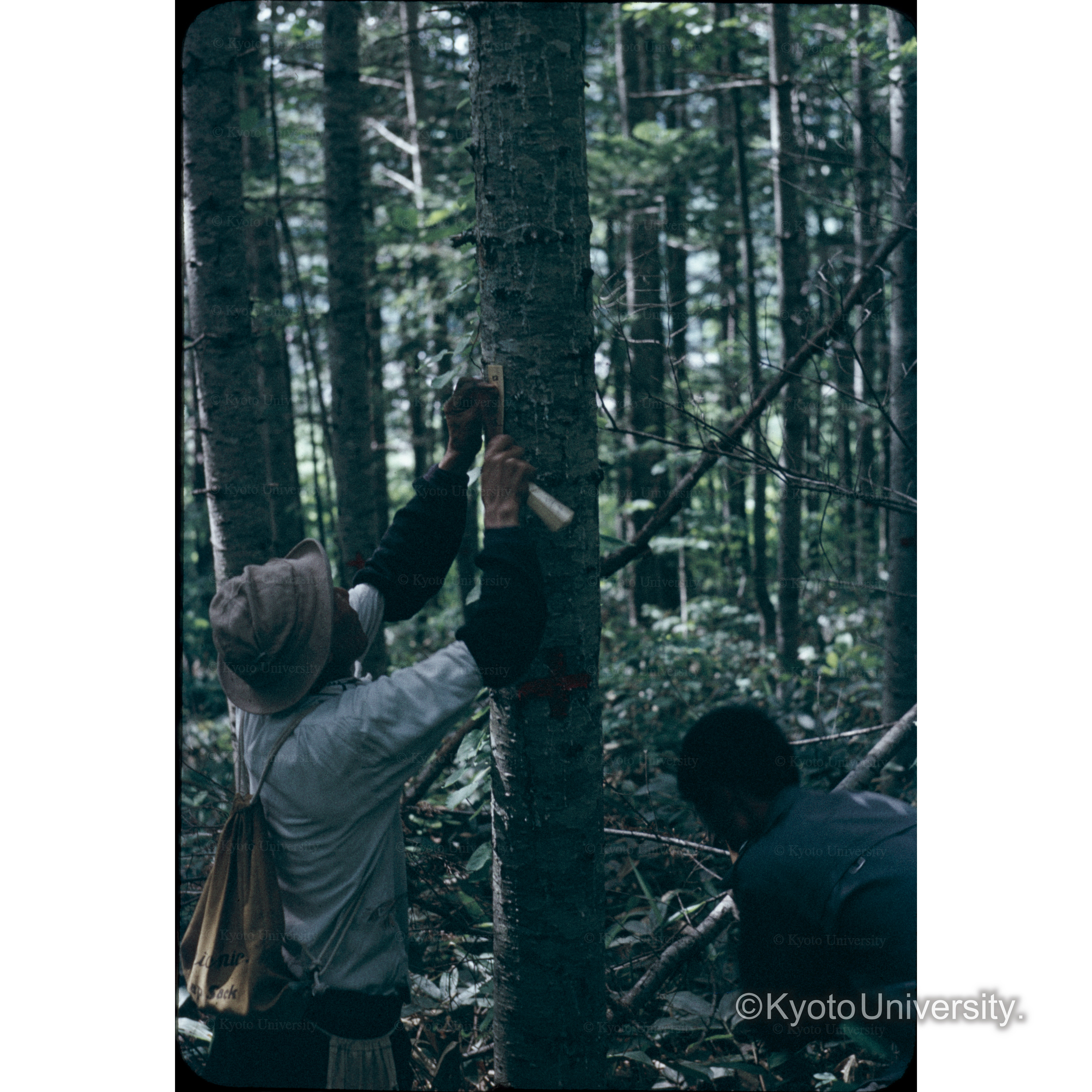 照葉樹　第2林班内 (1)