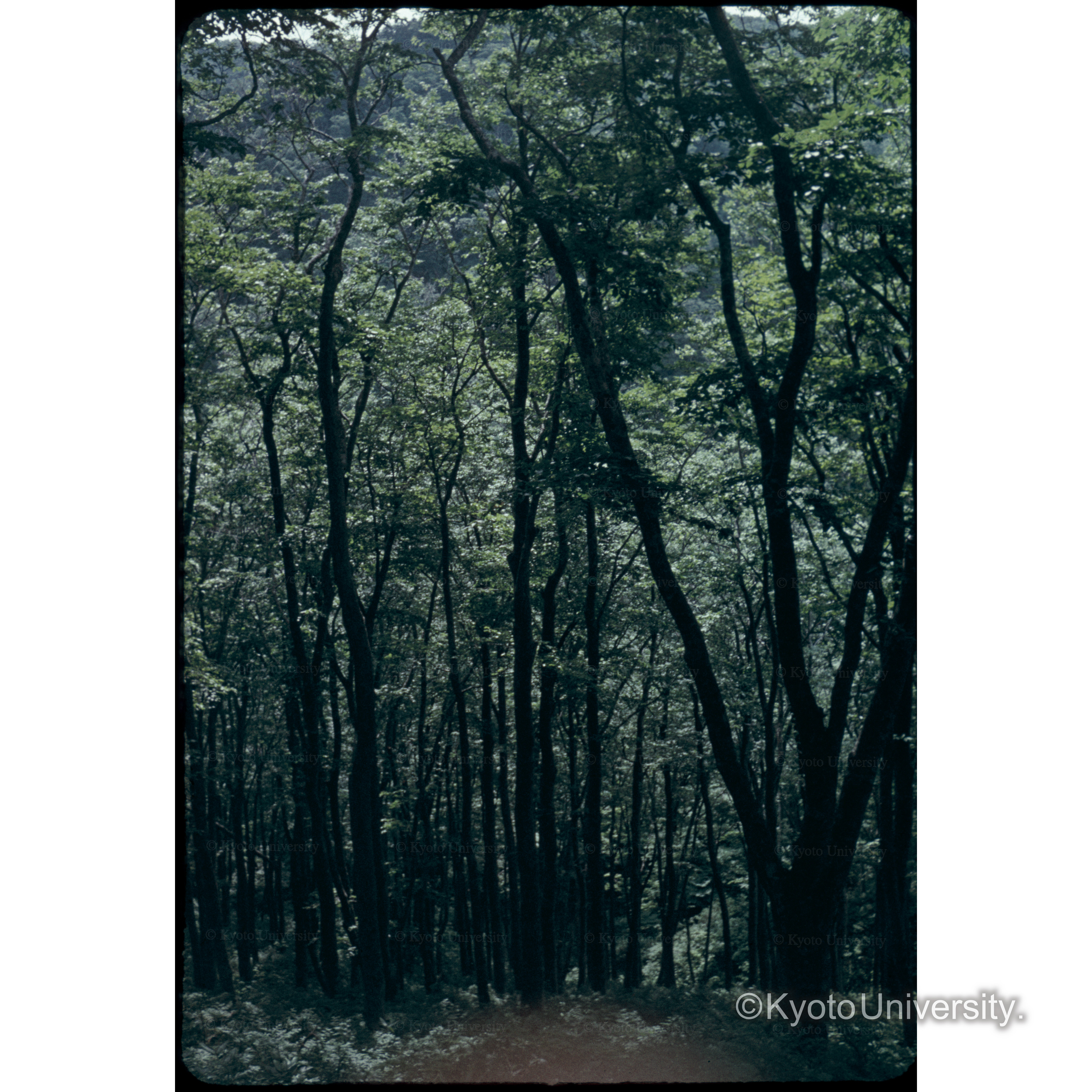 塩川ヒバ林間のブナ (1)