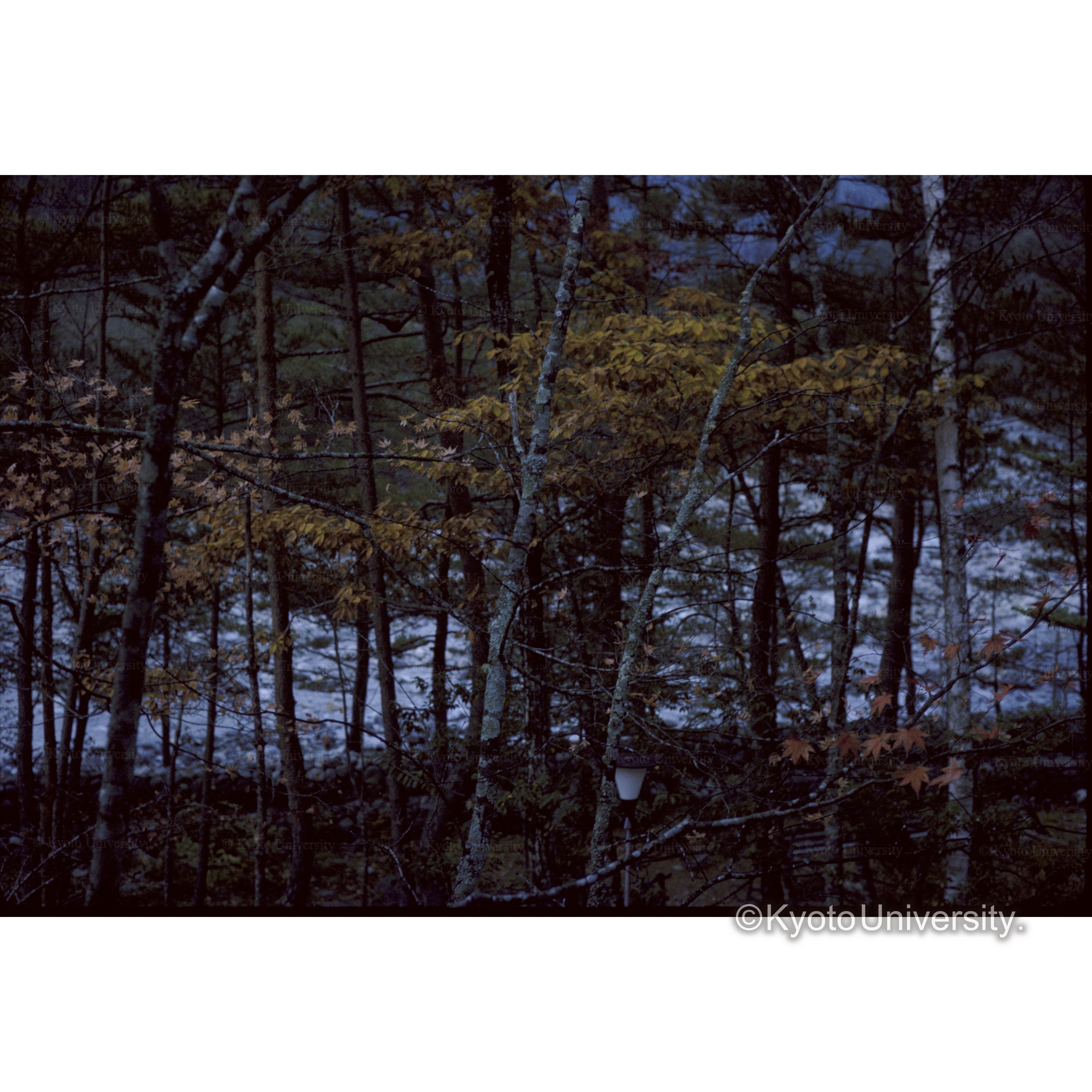 水ヶ瀬営林□□ (1)