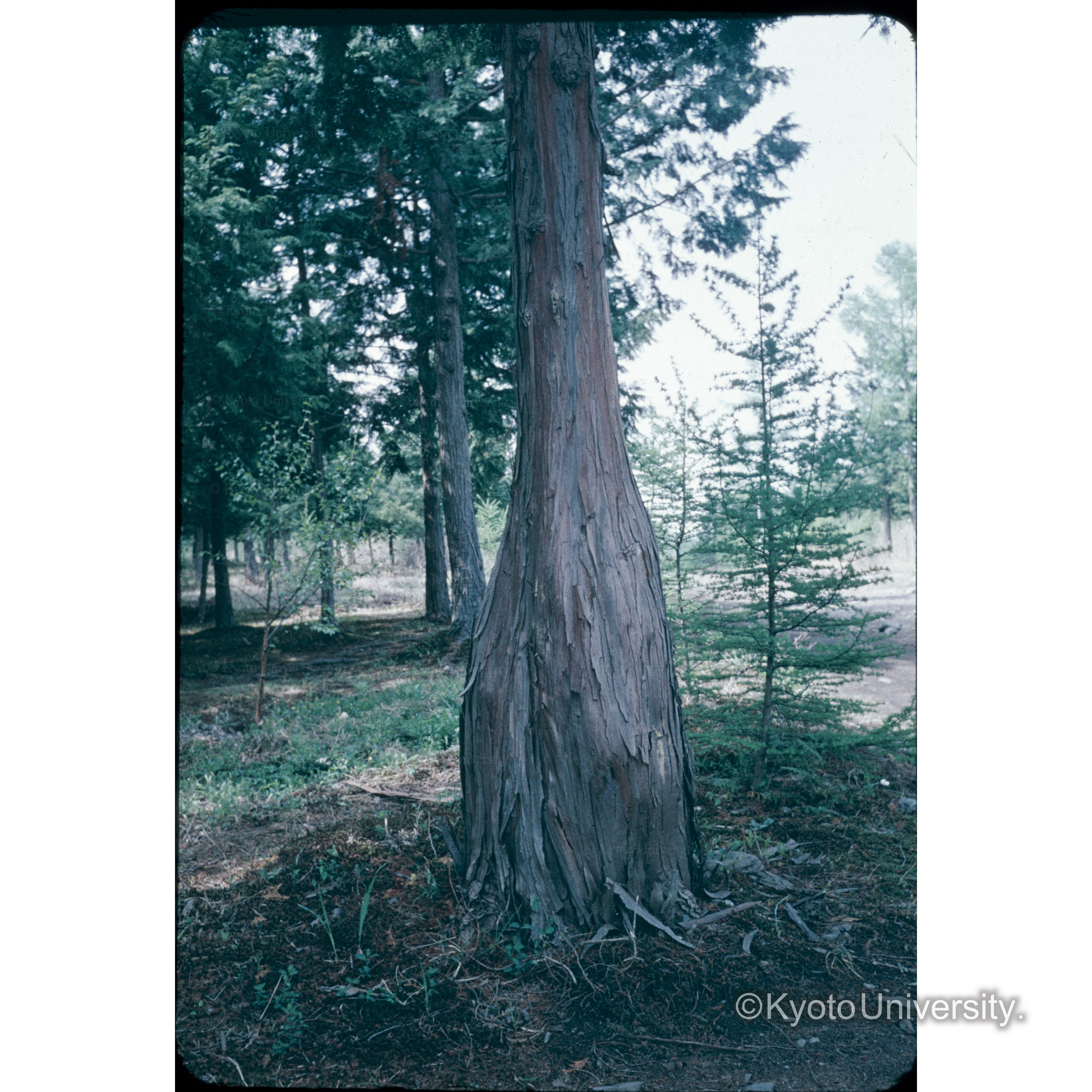 ヒノキのトックリ瘤　信大農学部 (1)