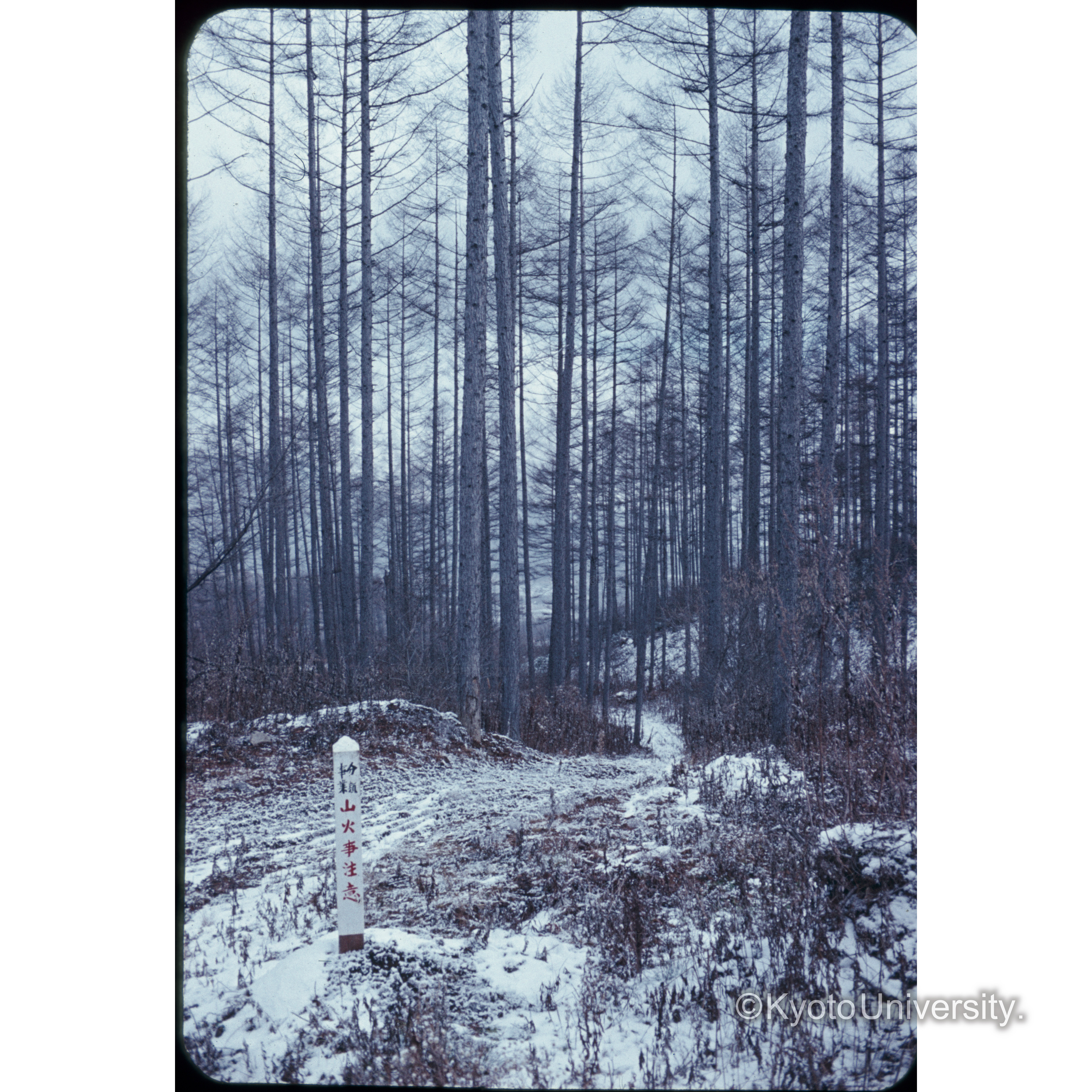 上田営林署管内カラマツ林 (1)