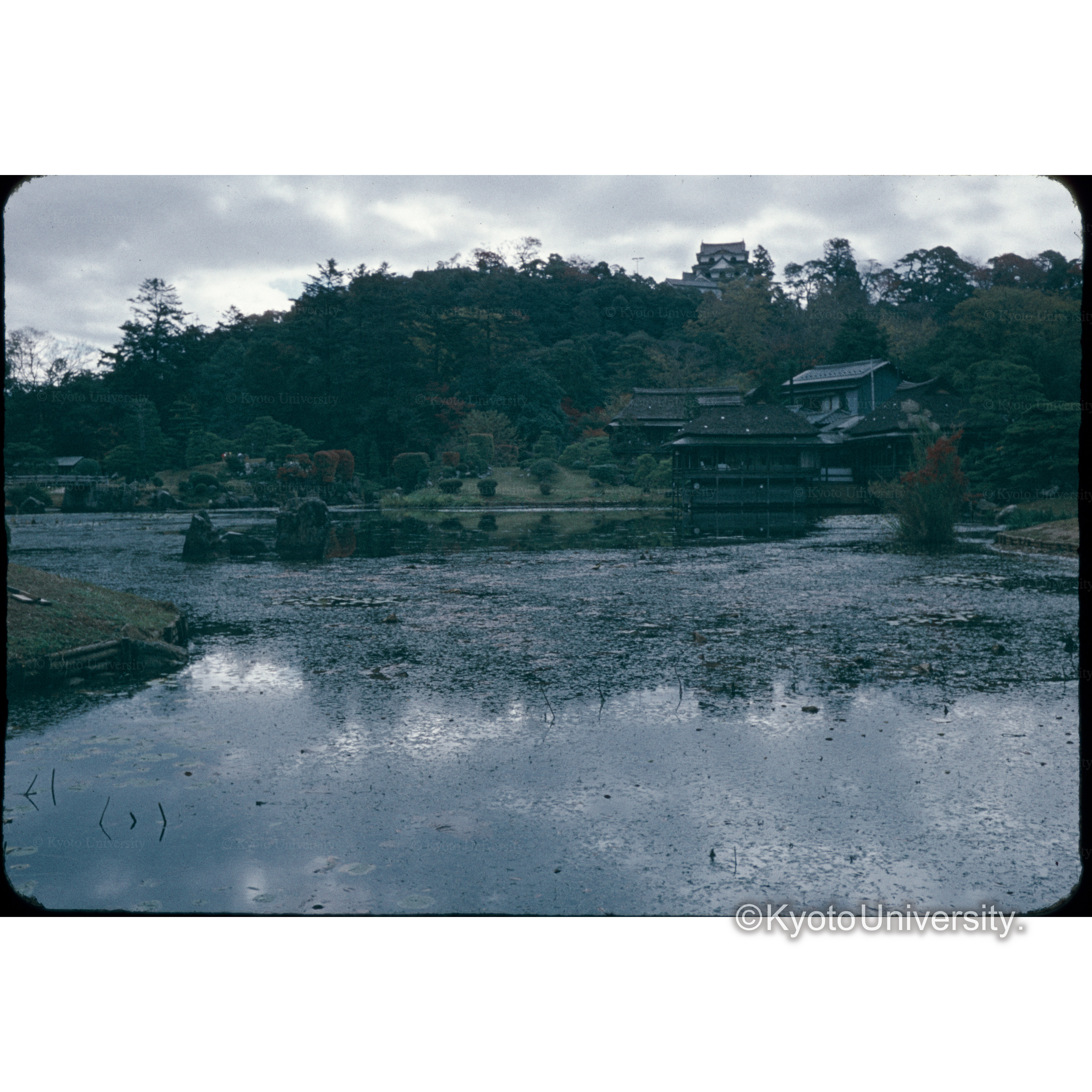 彦根大より城をみる (1)