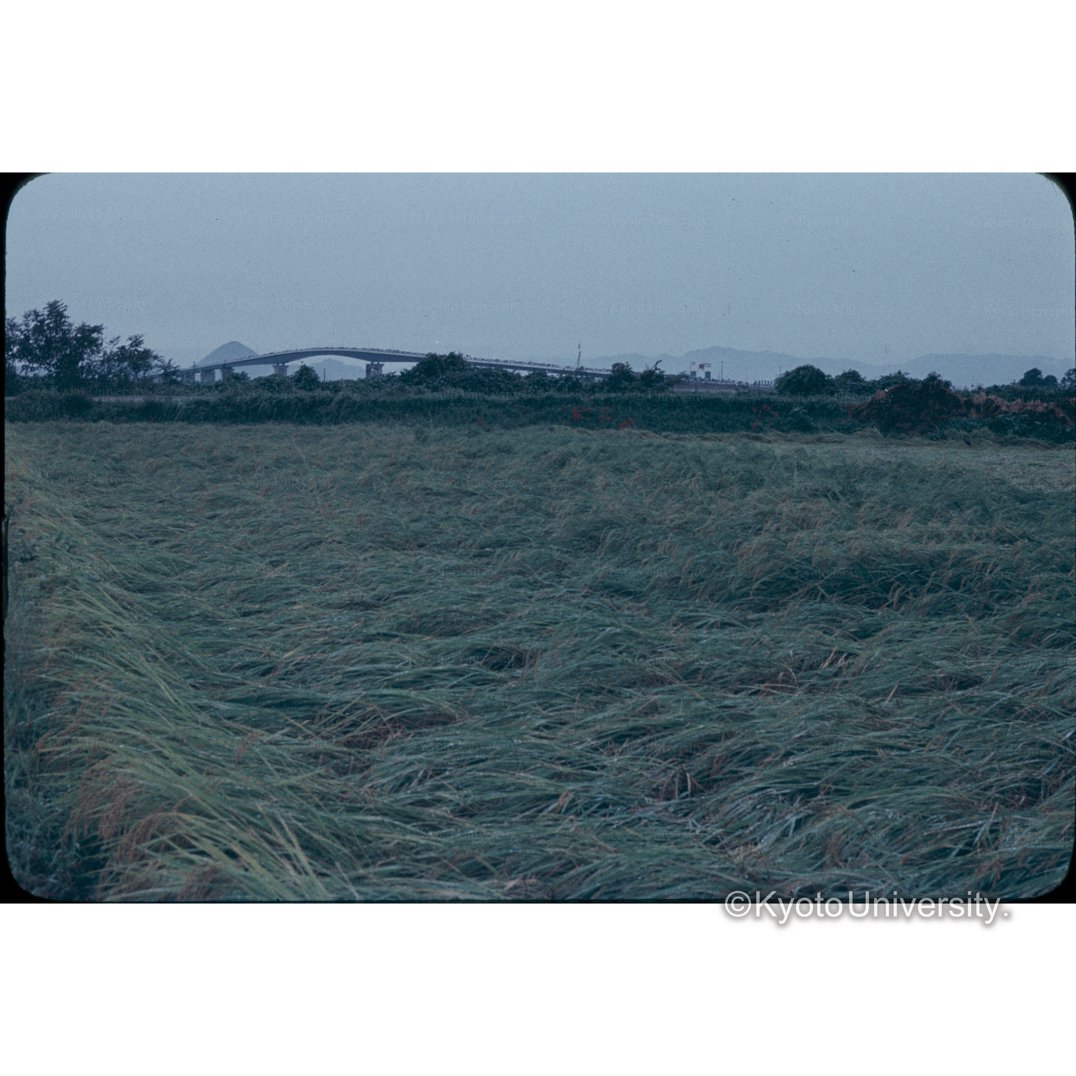 ビワ湖大橋開通日 (1)