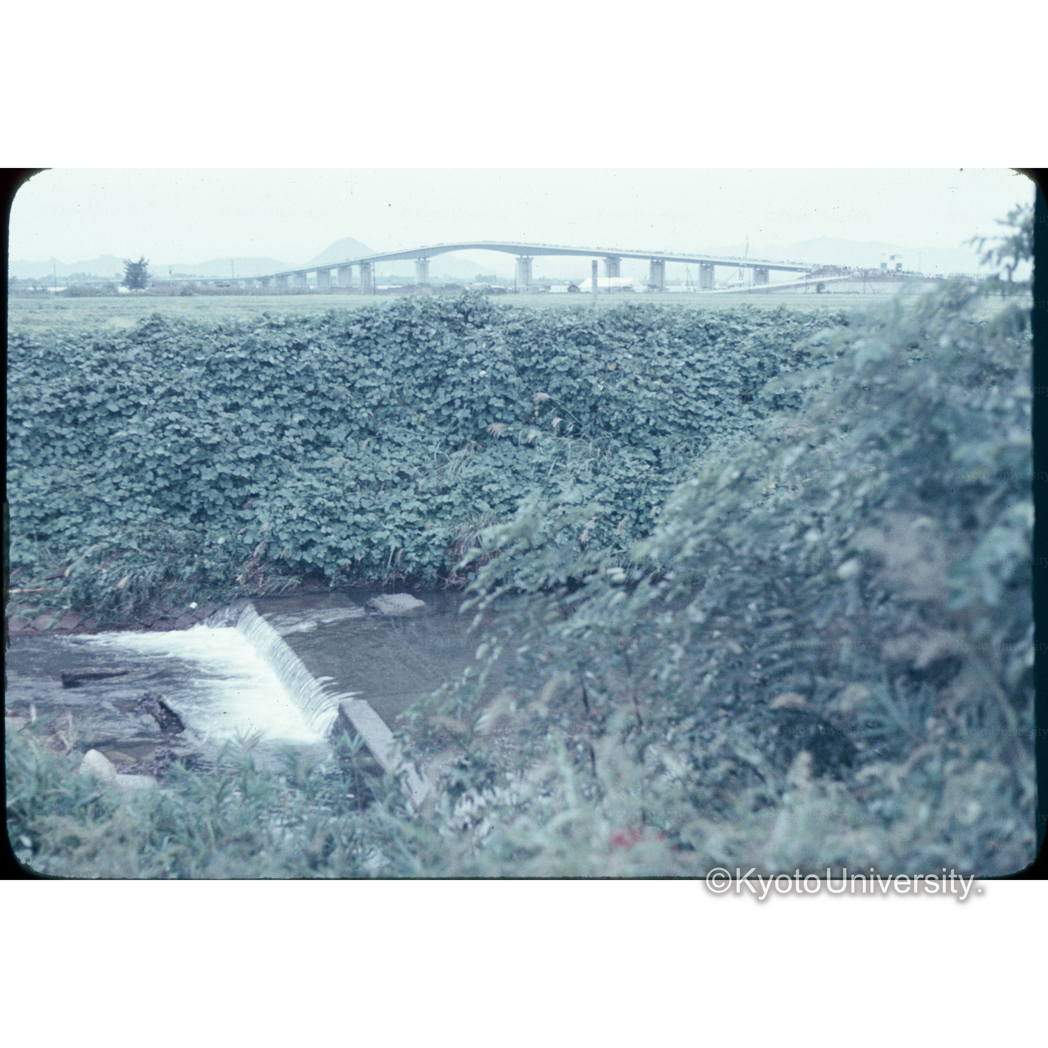 ビワ湖大橋開通の日 (1)