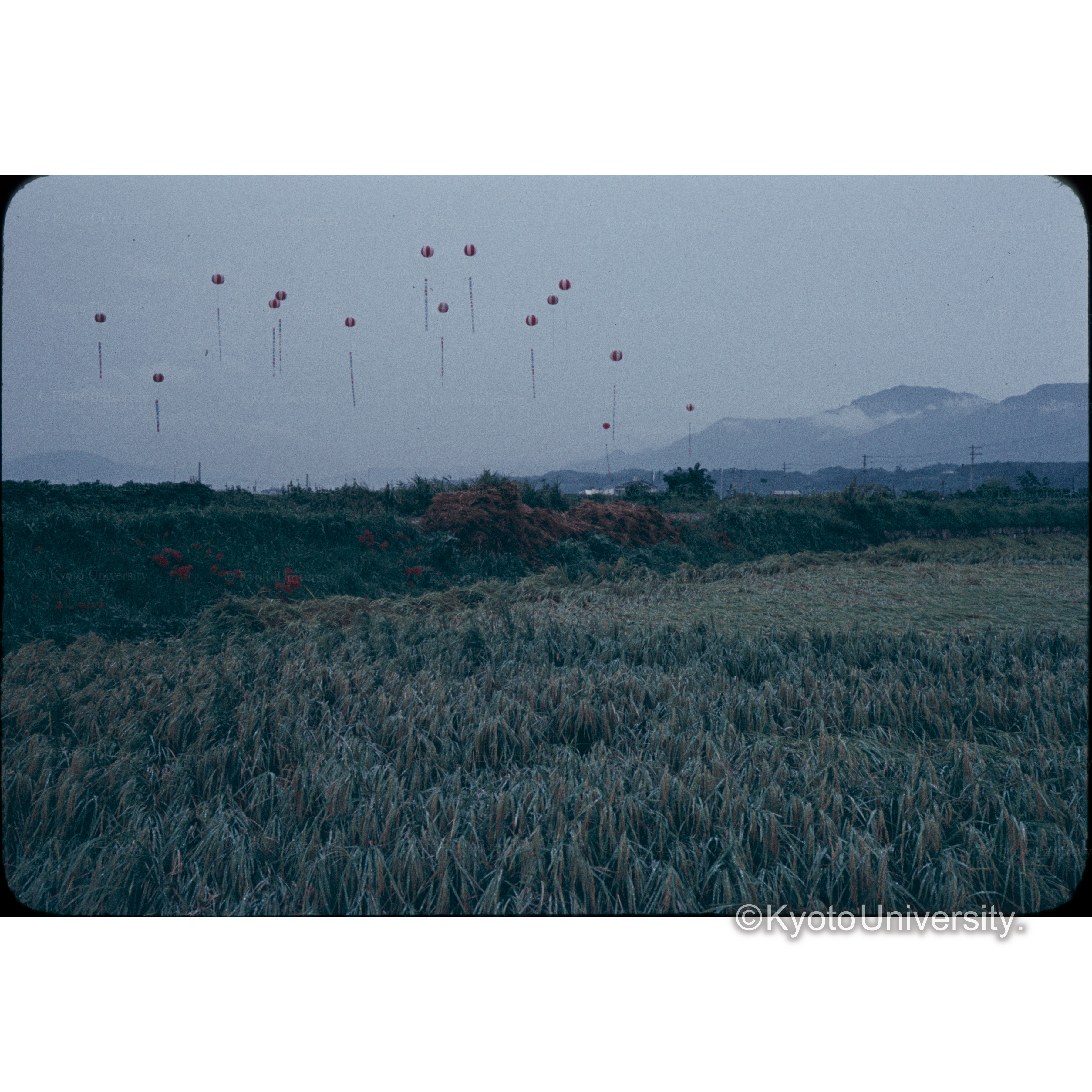 ビワ湖大橋周辺 (1)