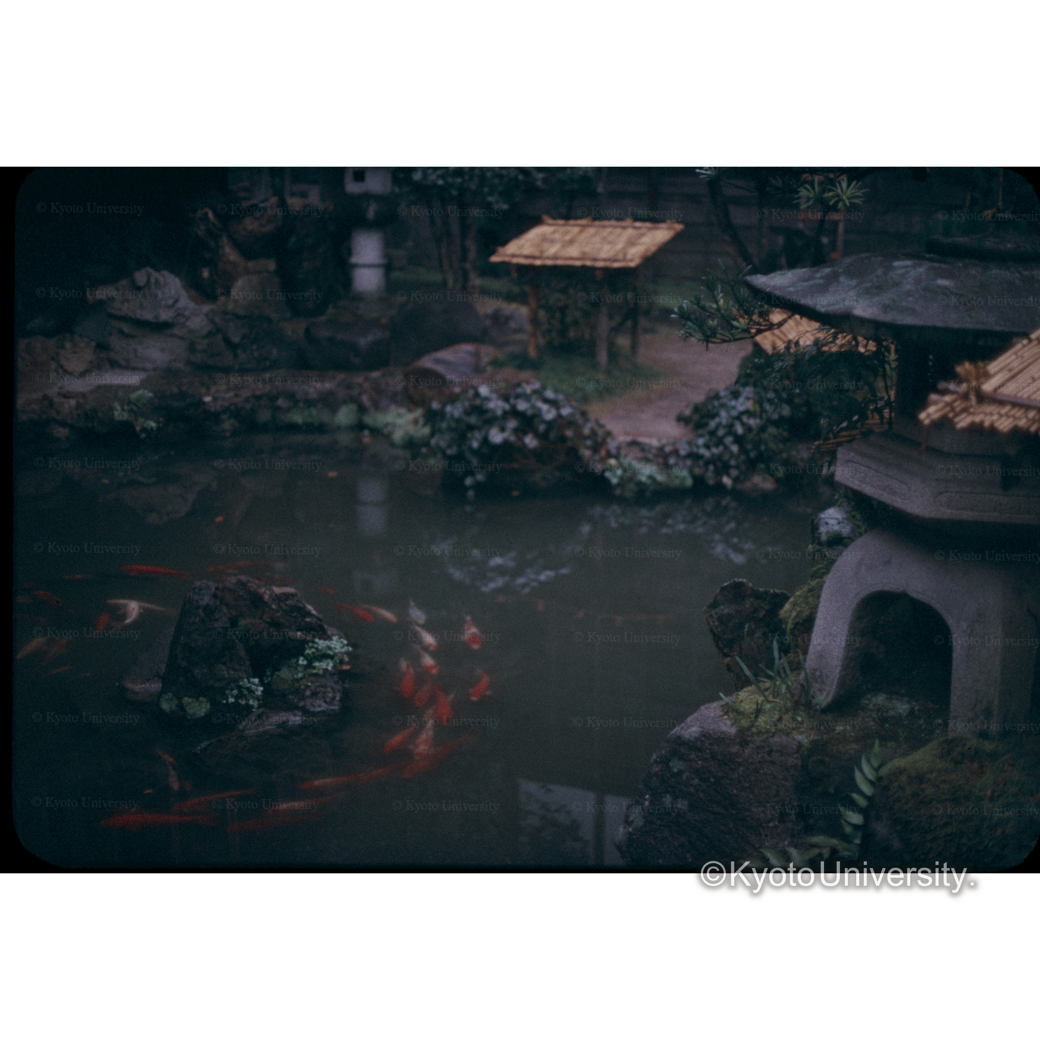 西村屋(キノサキ) (1)