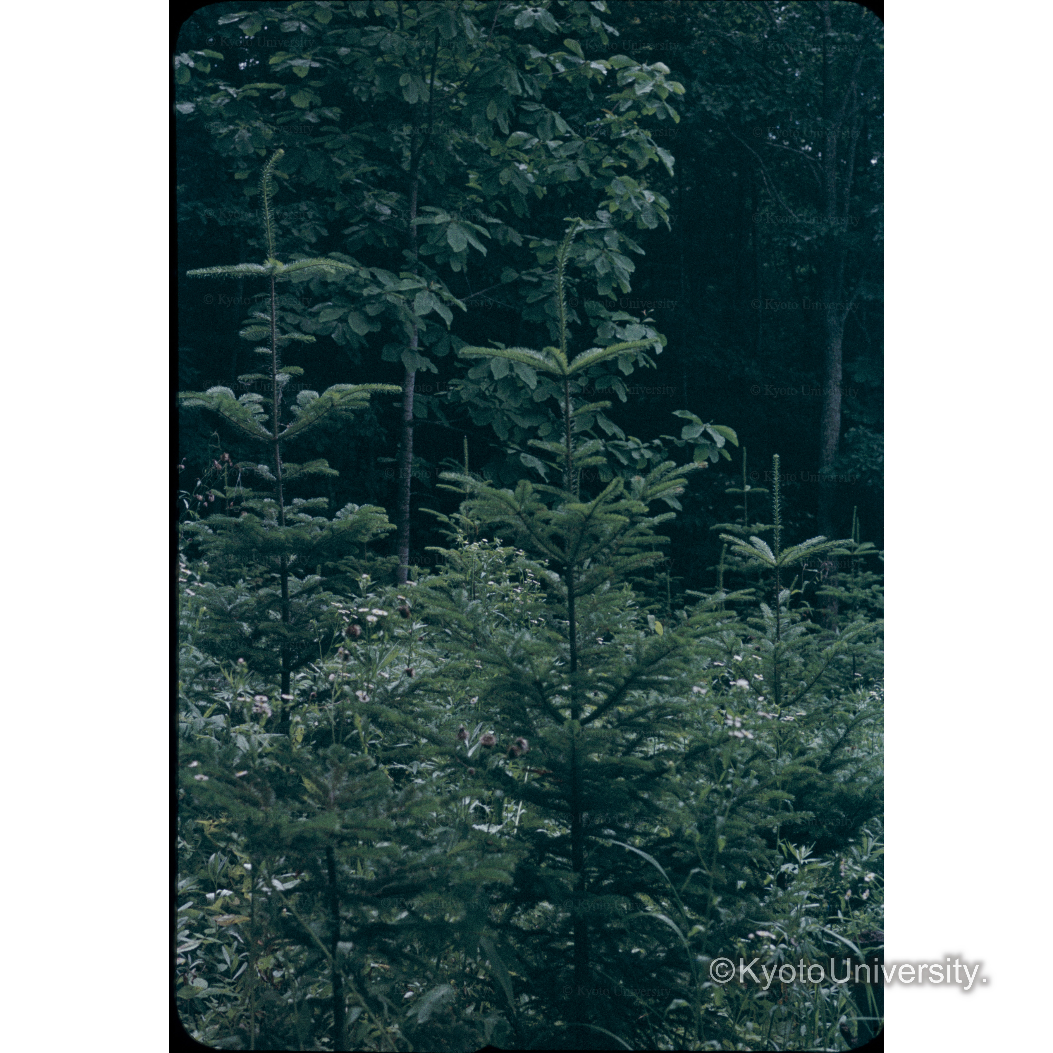 第１林班□、0.03ha 32年□ (1)