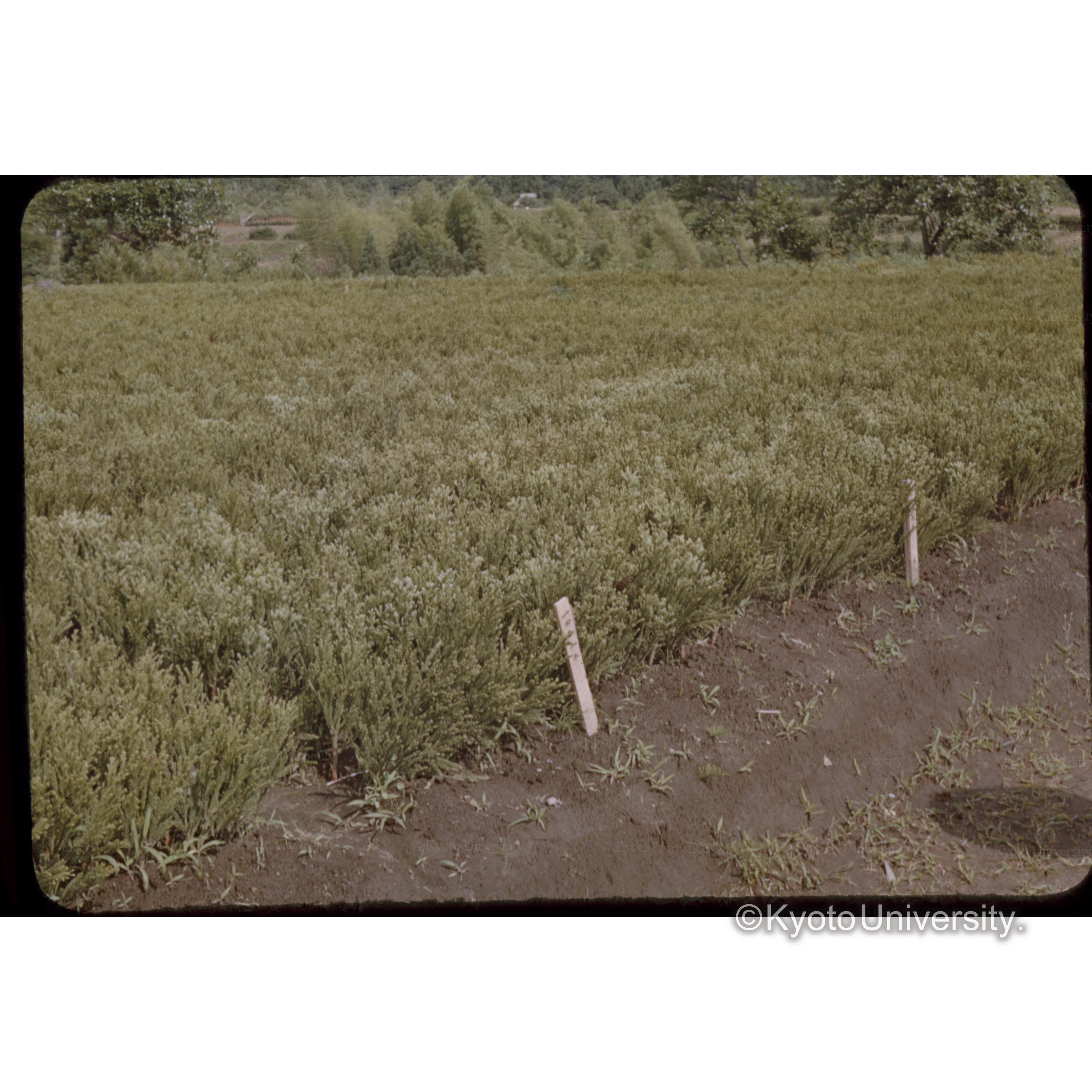 〔畑あるいは草原〕 (1)