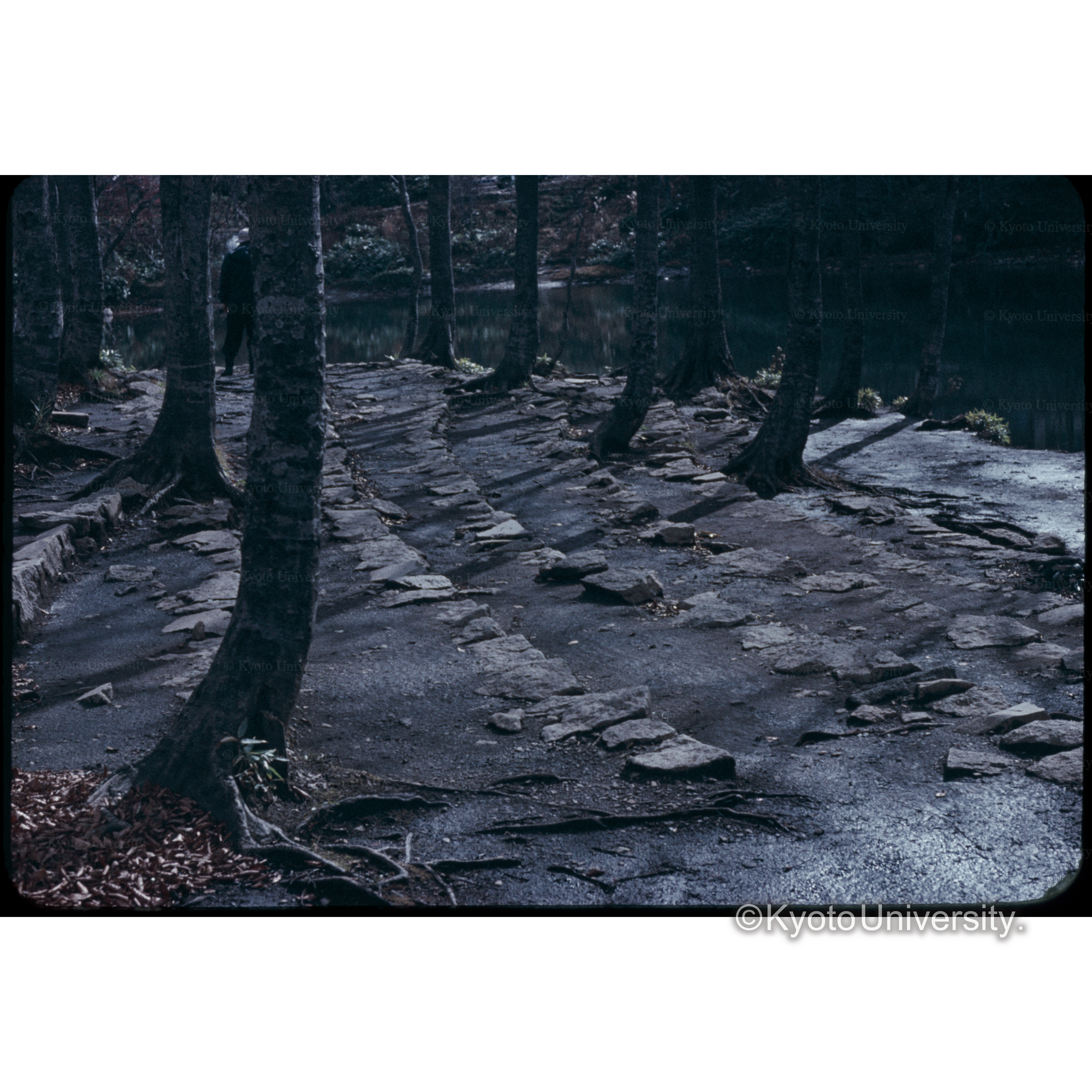 〔整備された林床〕 (1)