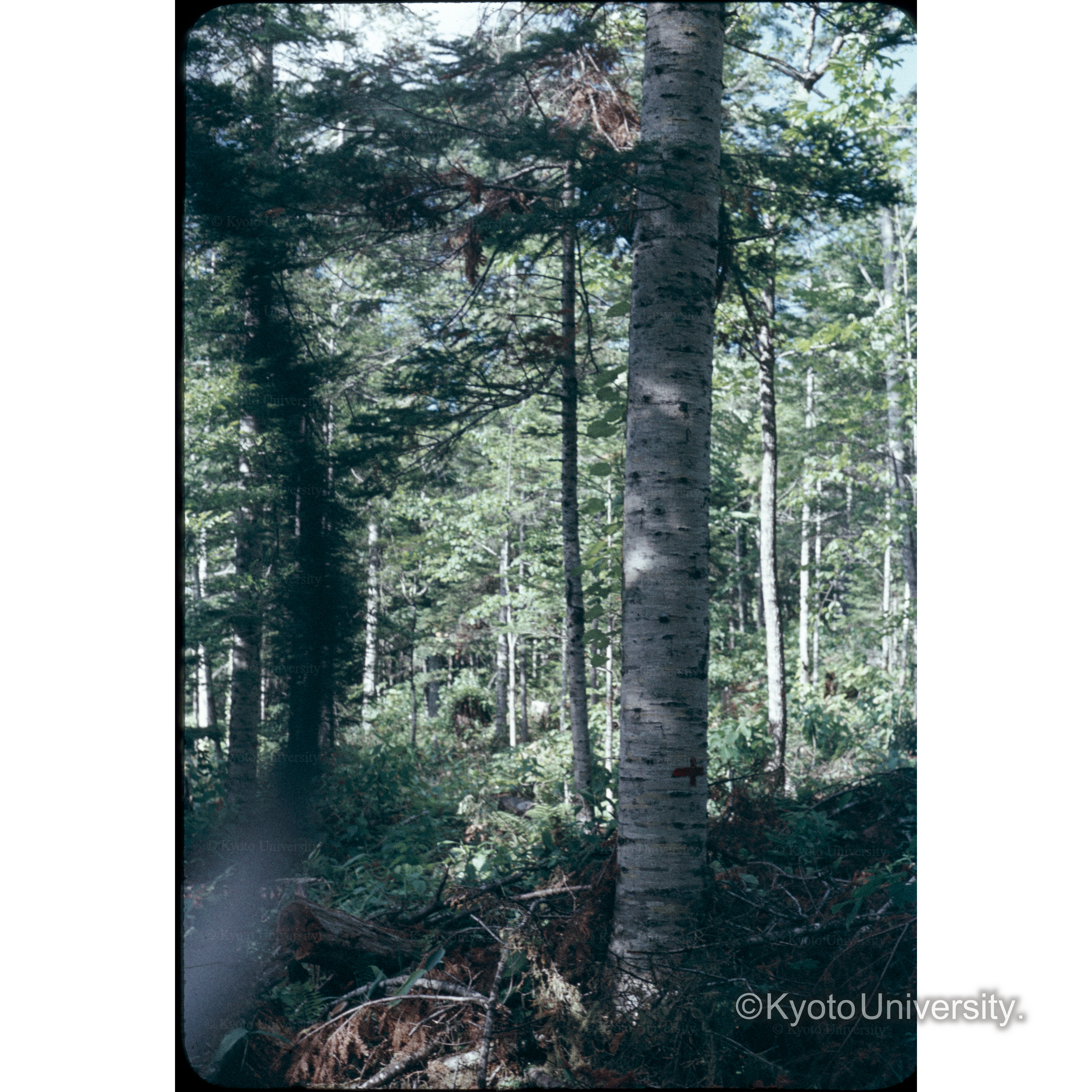 照葉樹　24林班 (1)