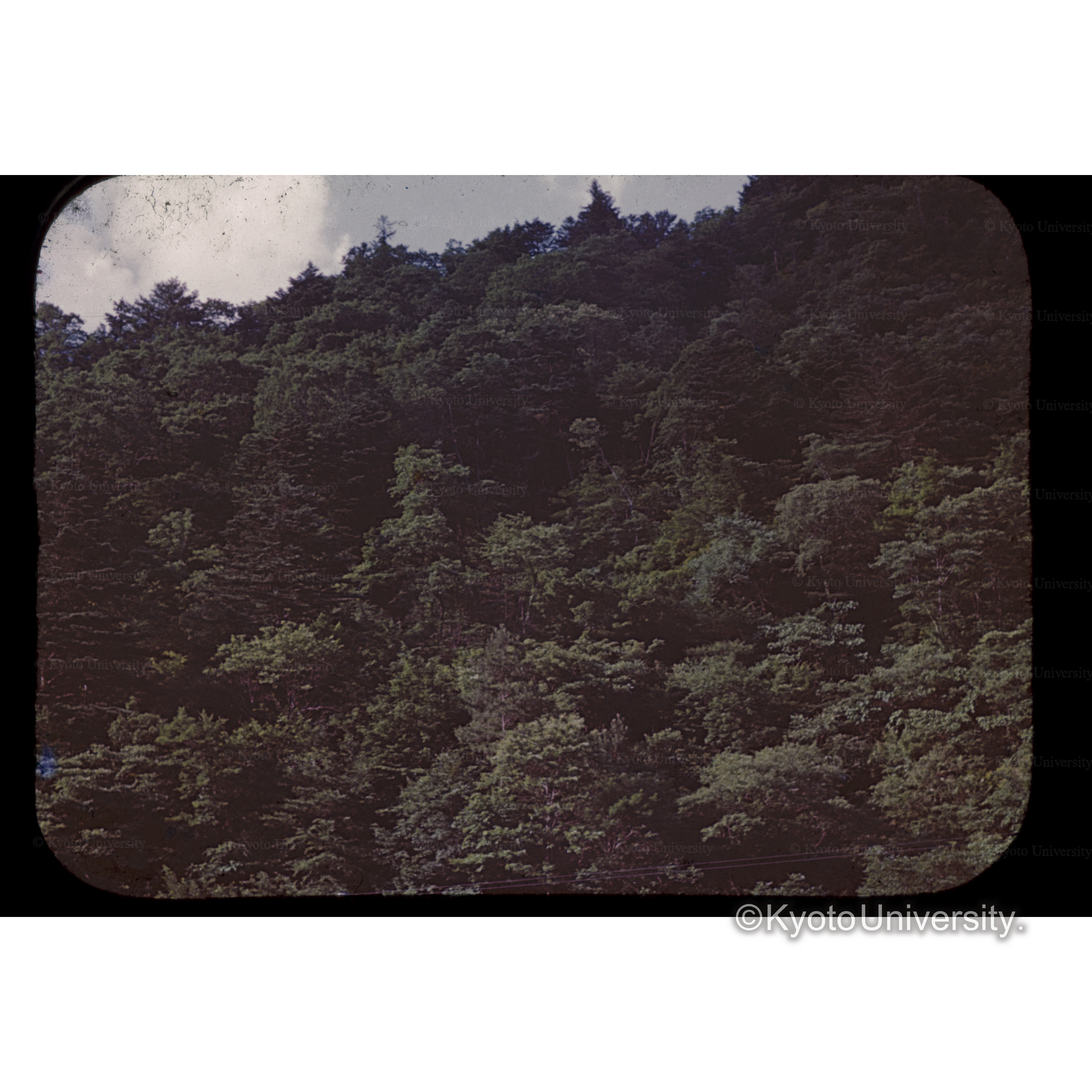 四明会所有林 (1)