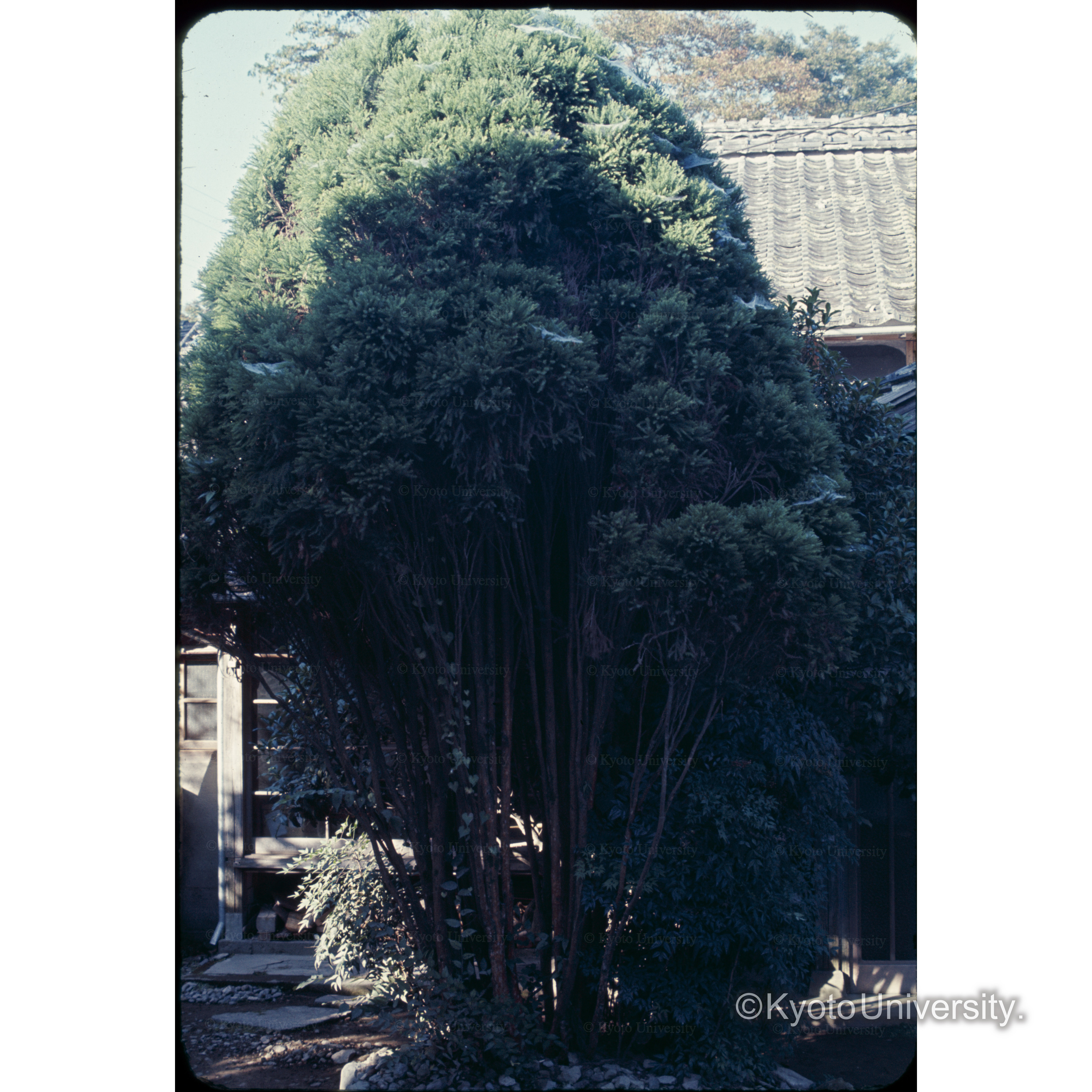 湯布院九電□□のスギ (1)