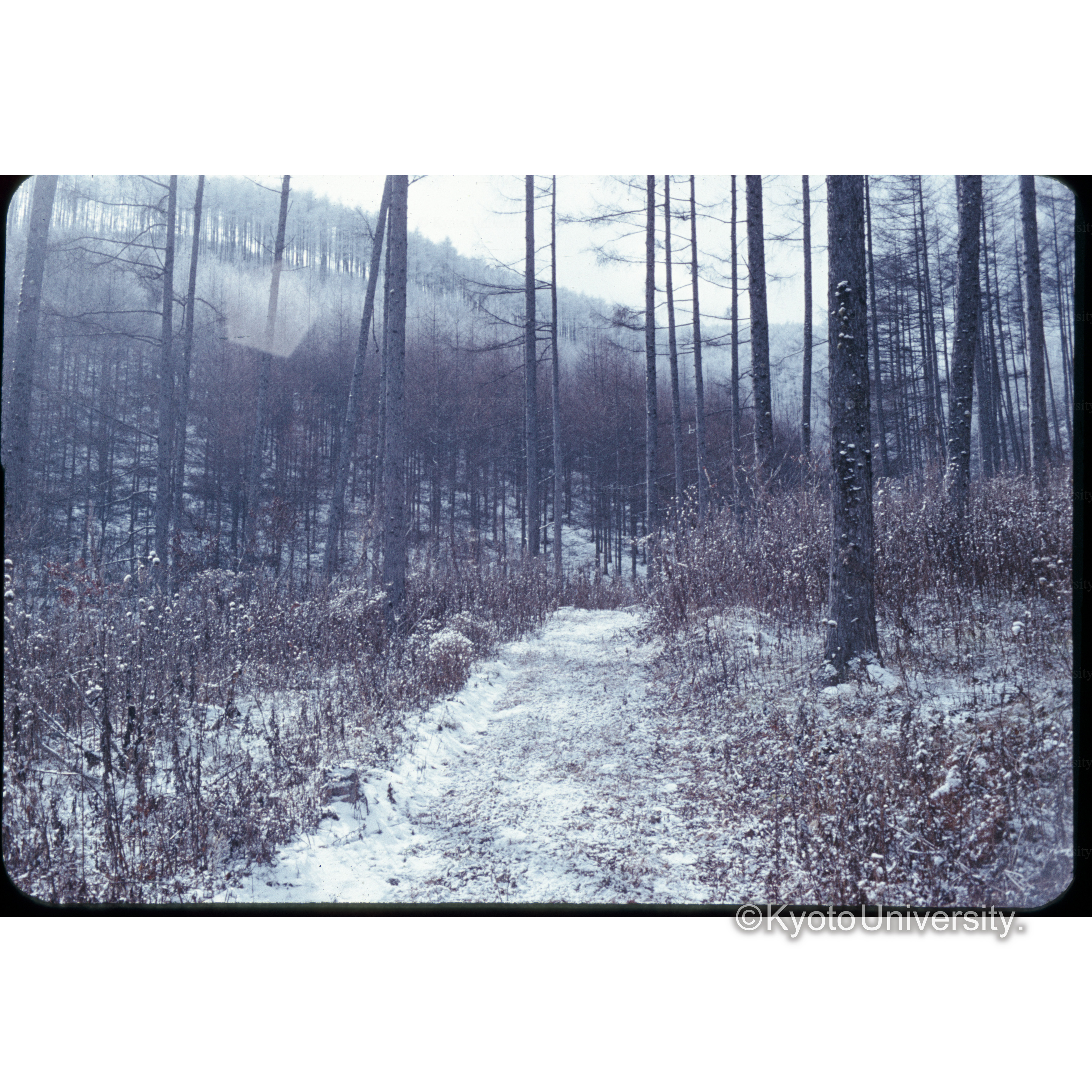 上田営林署管内カラマツ林 (1)