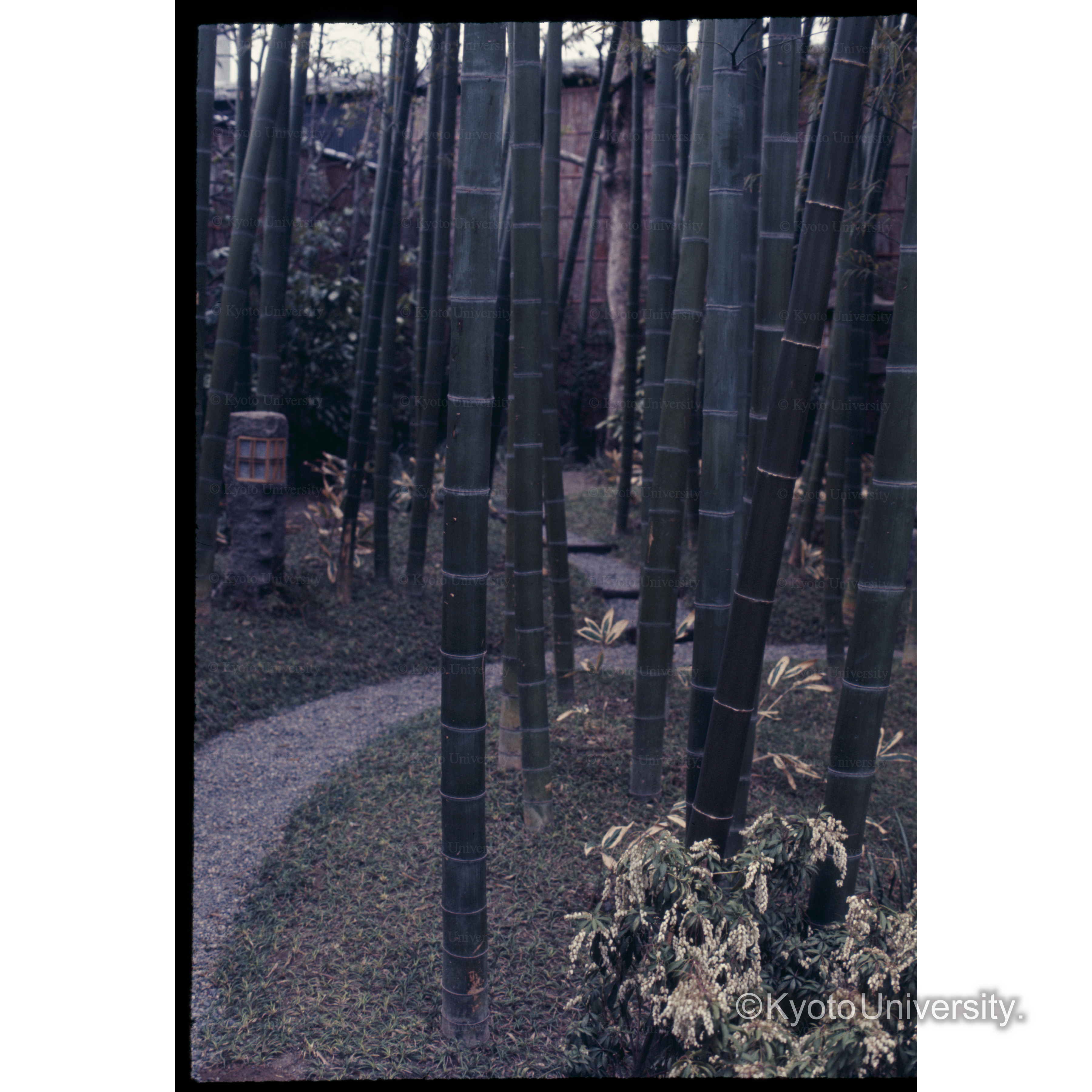 京都ツルヤ□庭園 (1)