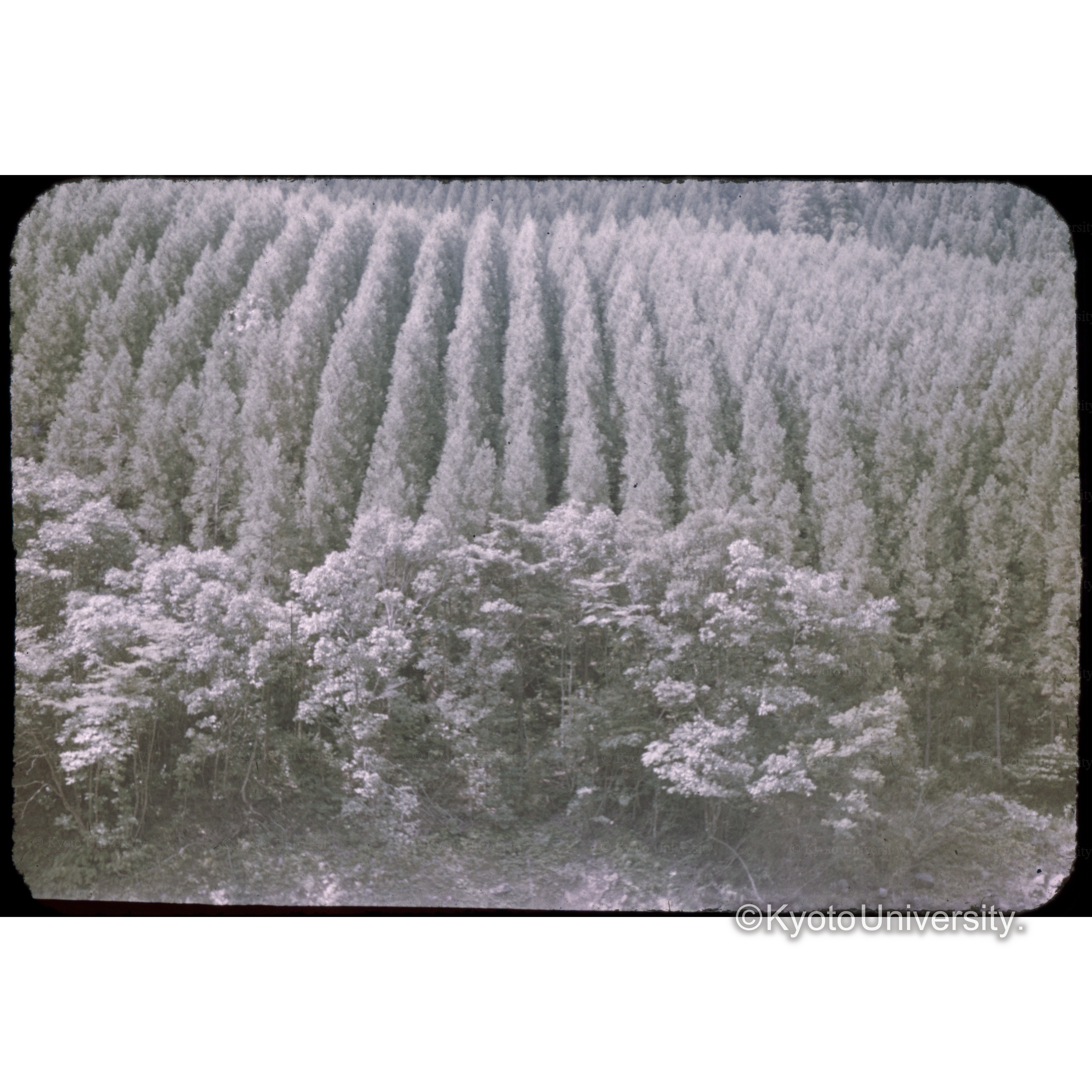 大山川沿岸小回林業地 (1)