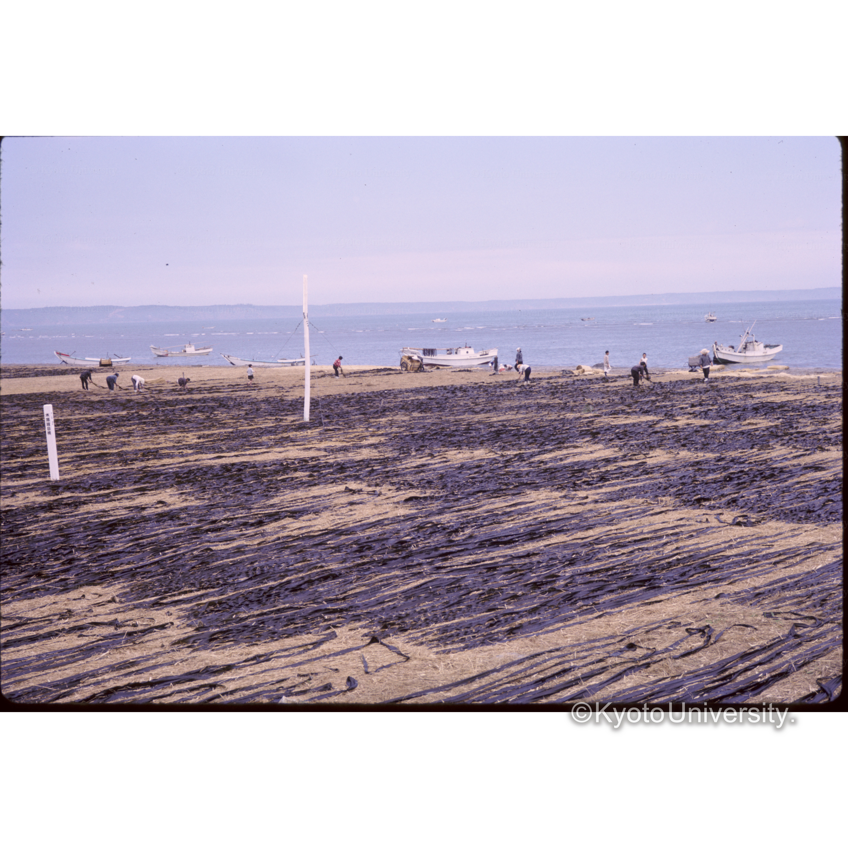 浜中町コンブ乾燥 (1)