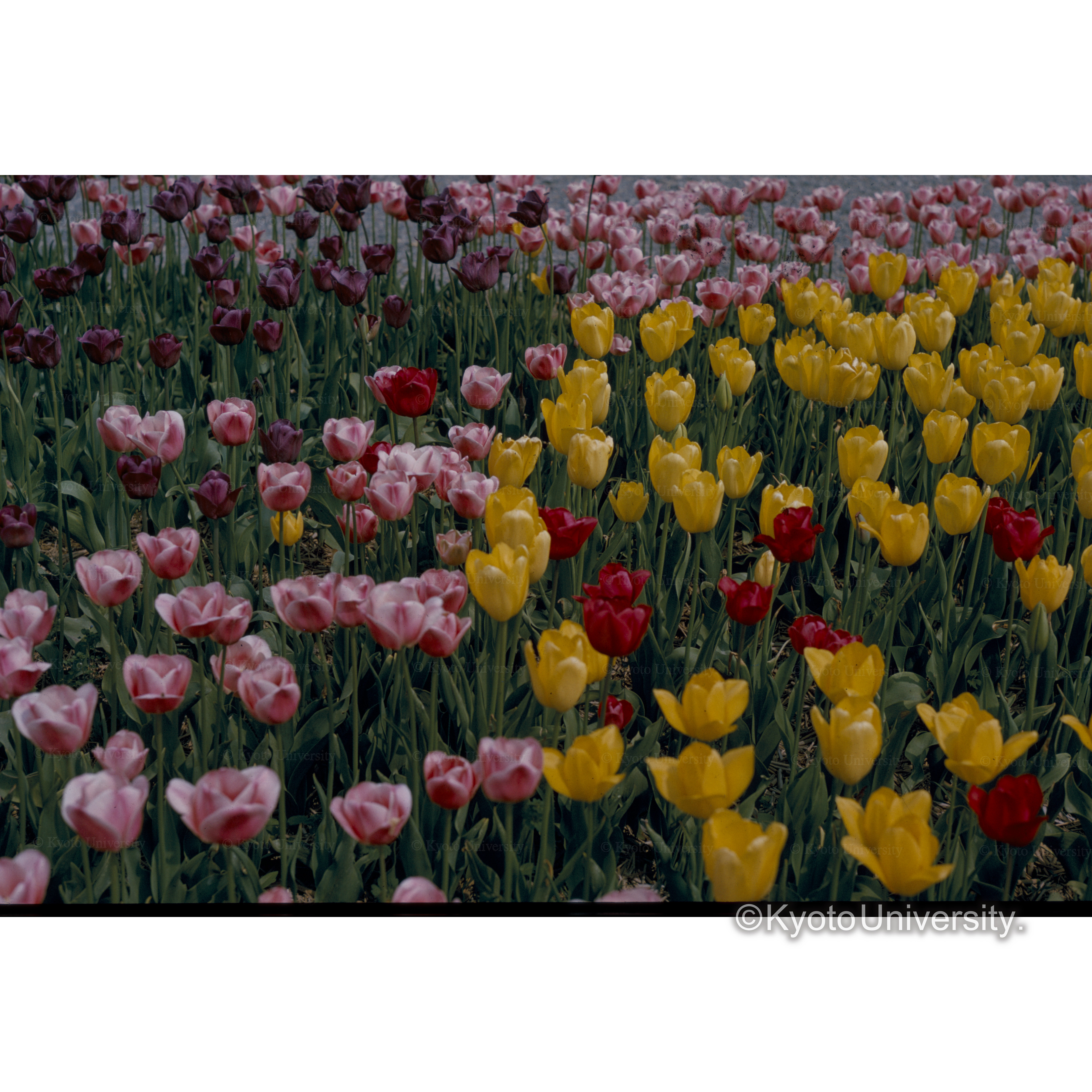〔チューリップ畑〕 (1)