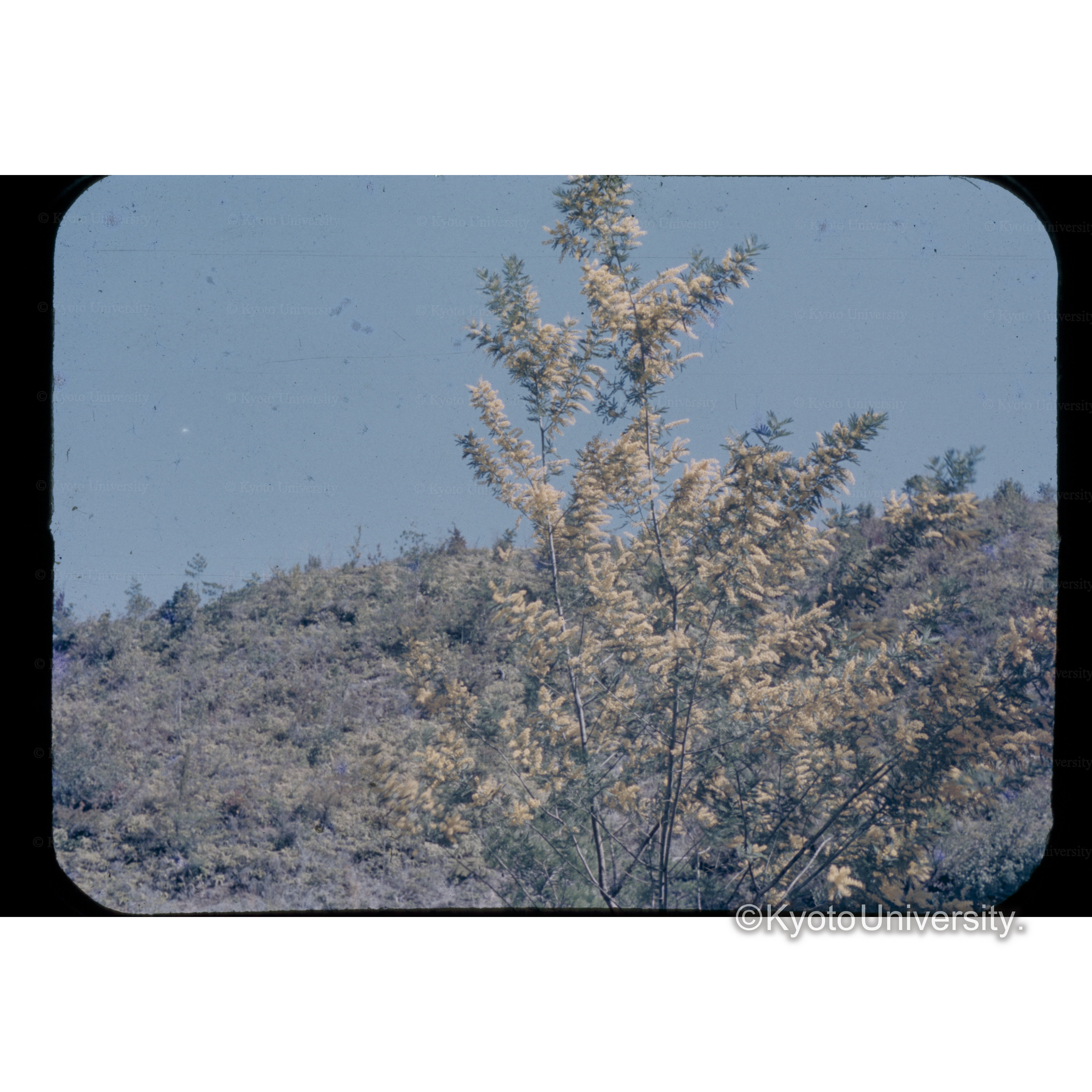 白浜試験地　A No.1 武海谷のハナアカシア (1)