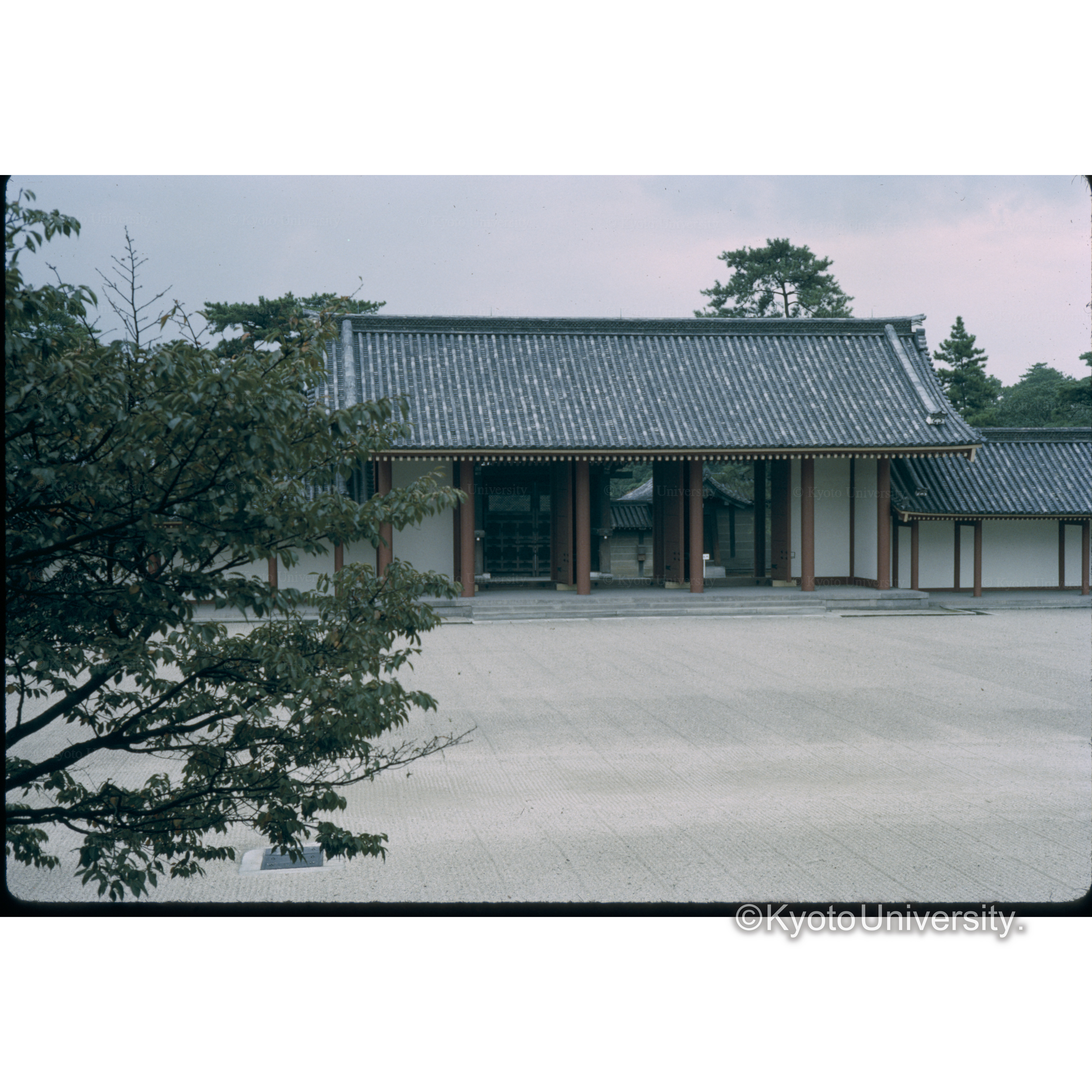 右こんのタチバナ (1)