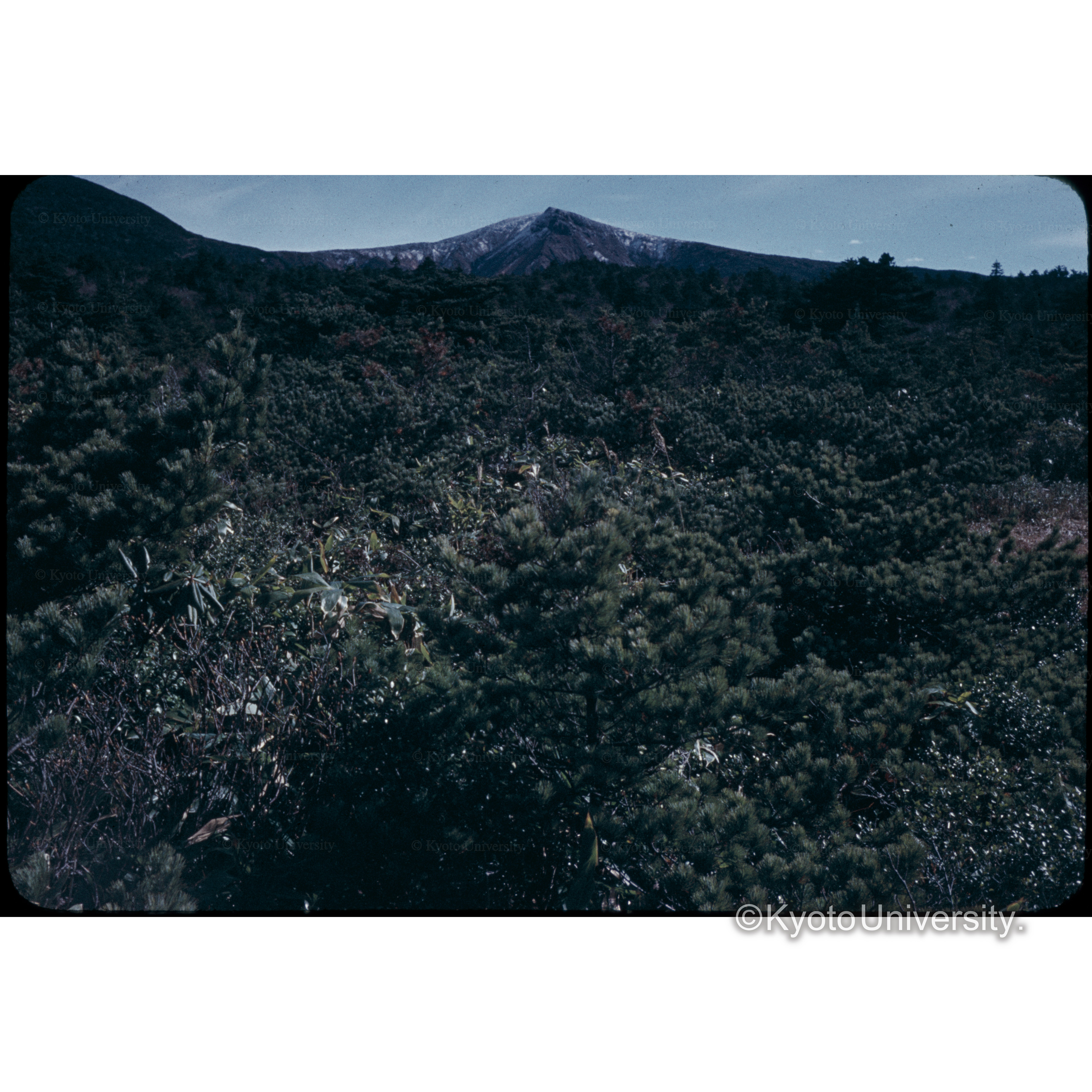 ザ王　観松平 (1)