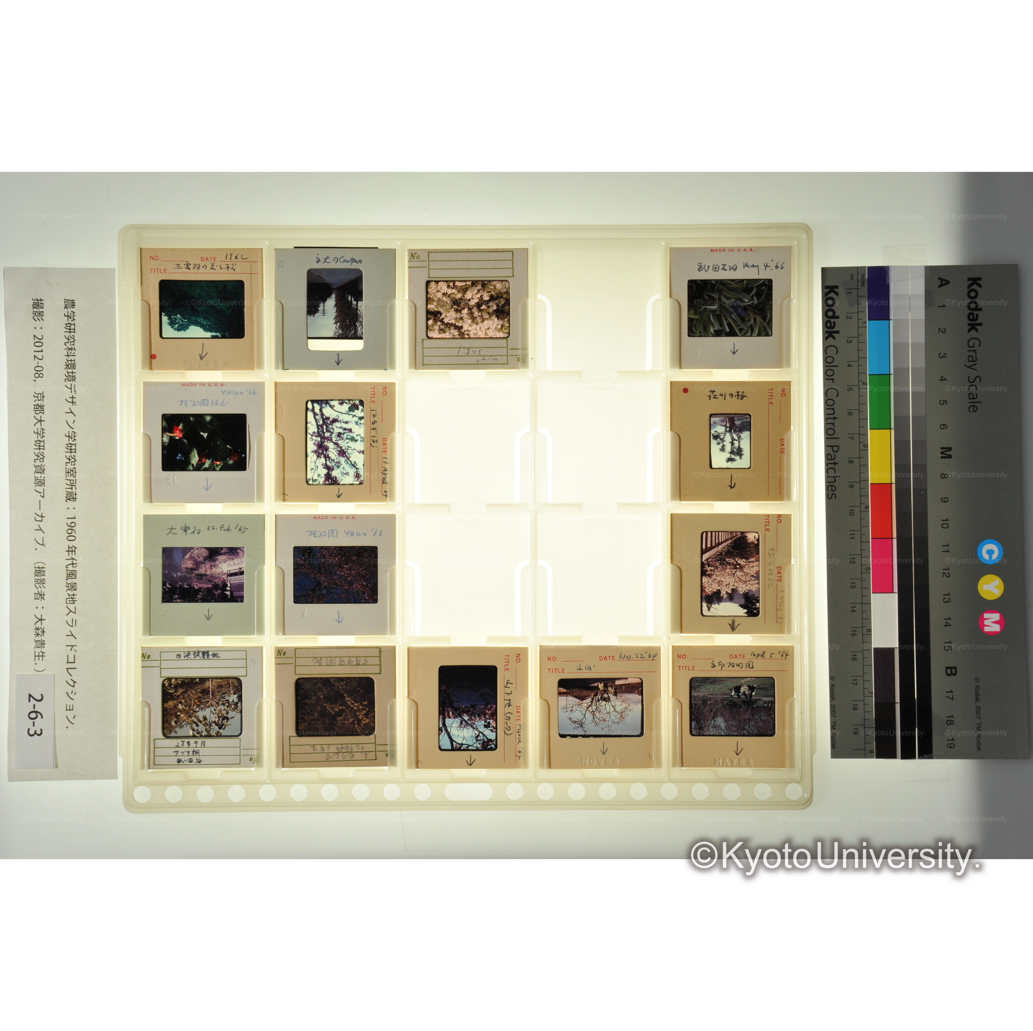 〔京都植物園、荘川の桜、山下池、大宰府　植物〕 (1)