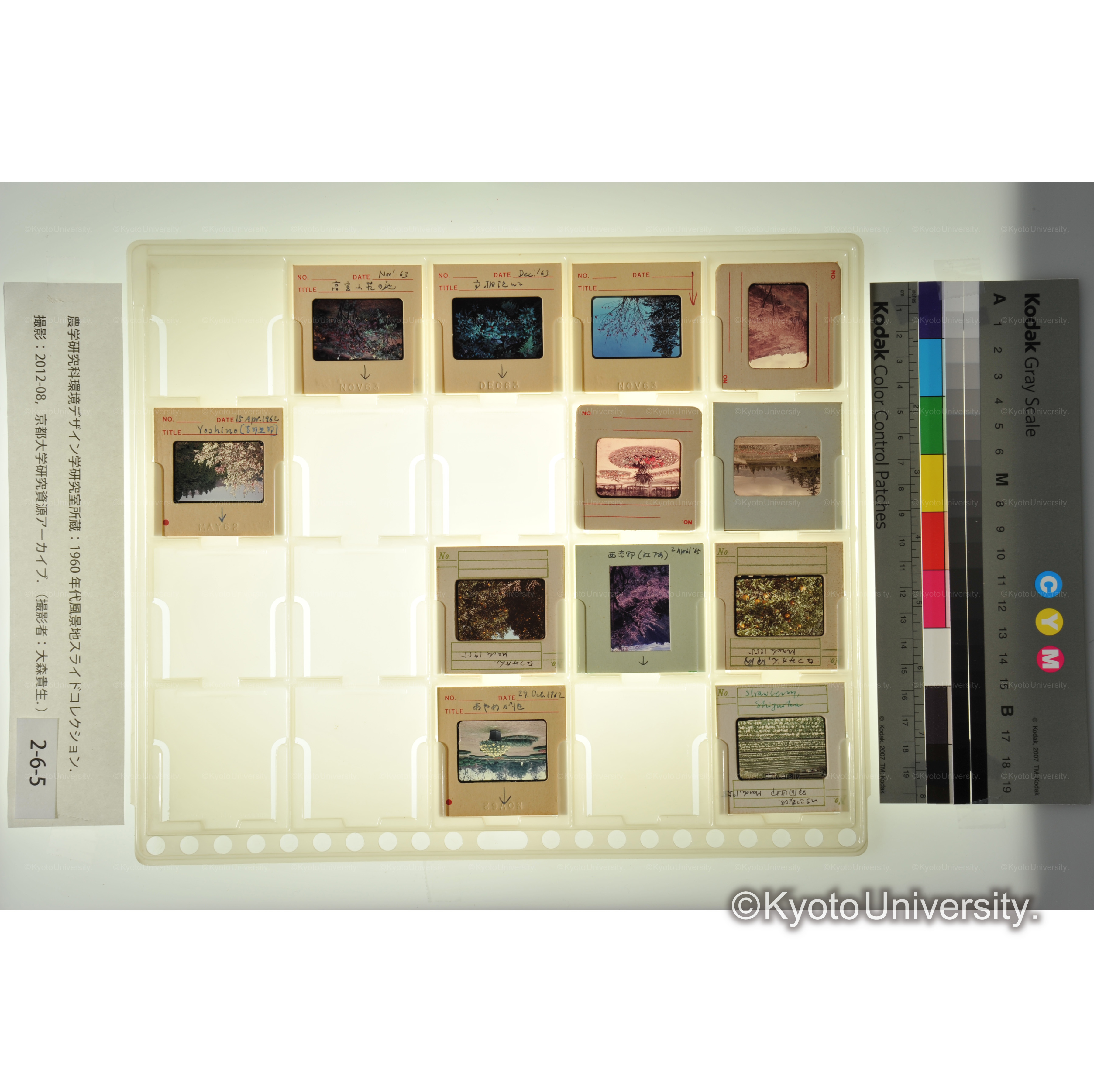 〔京都植物園、荘川の桜、山下池、大宰府　植物〕 (2)