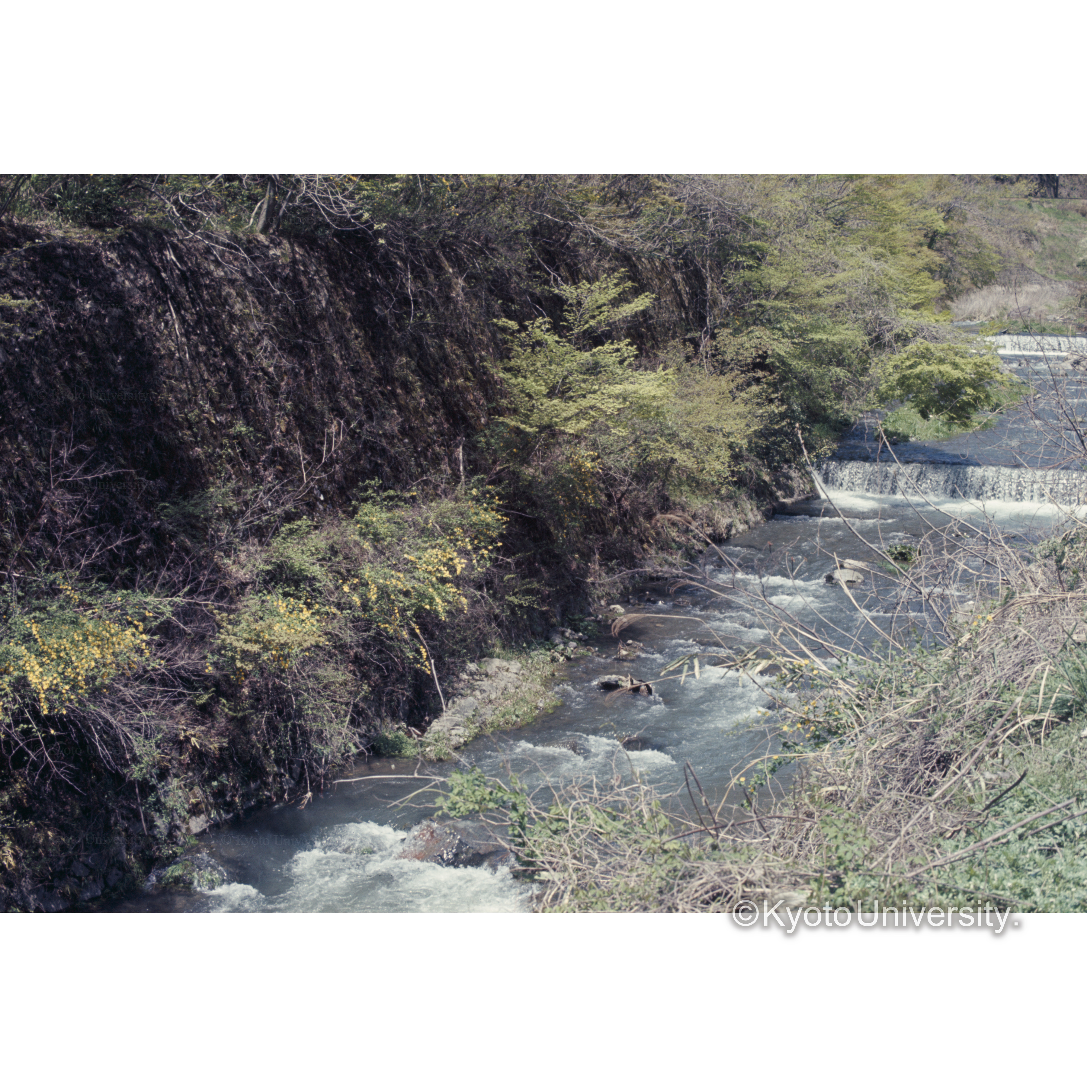 鞍馬付近(ヤマブキ) (1)