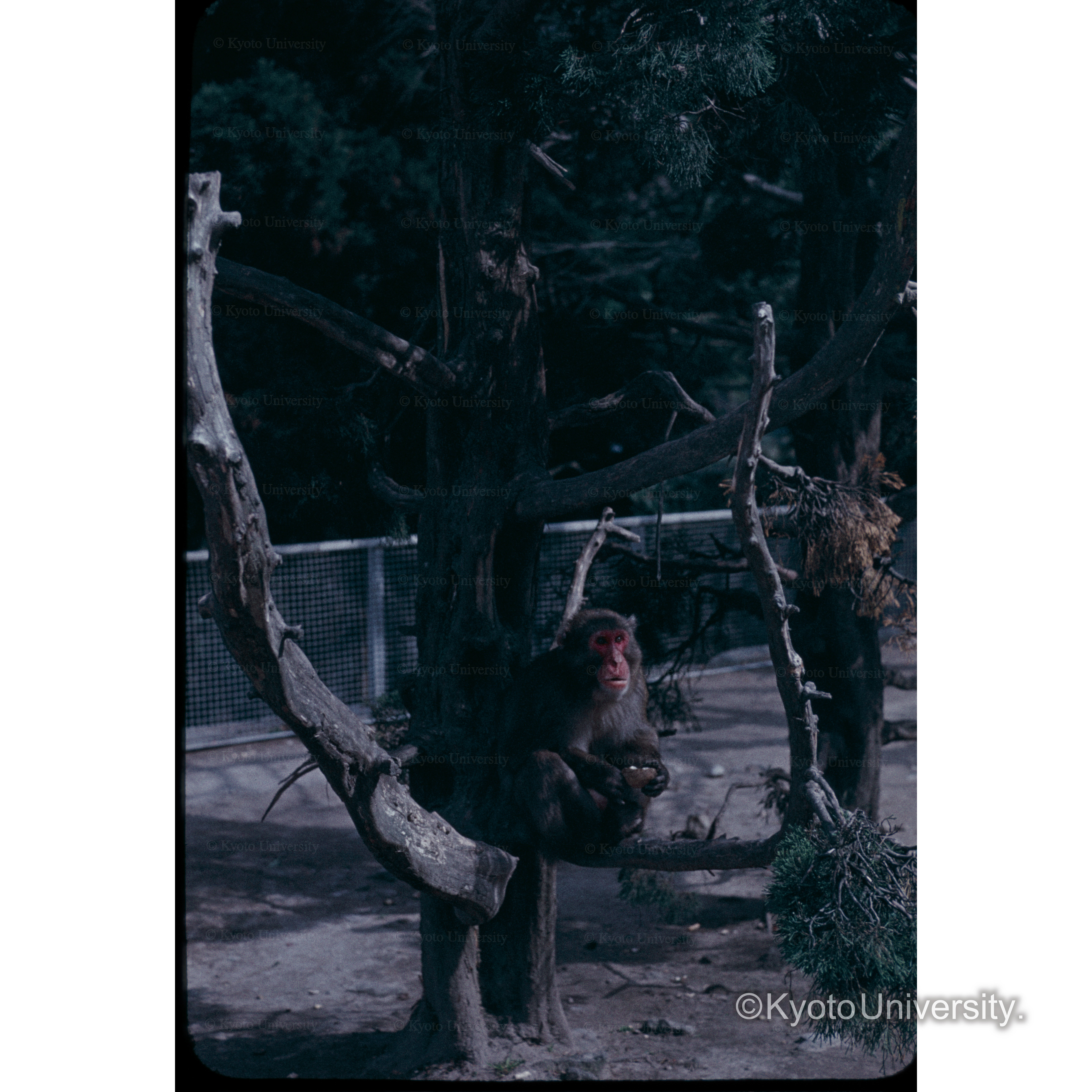 高岡山のサル (1)