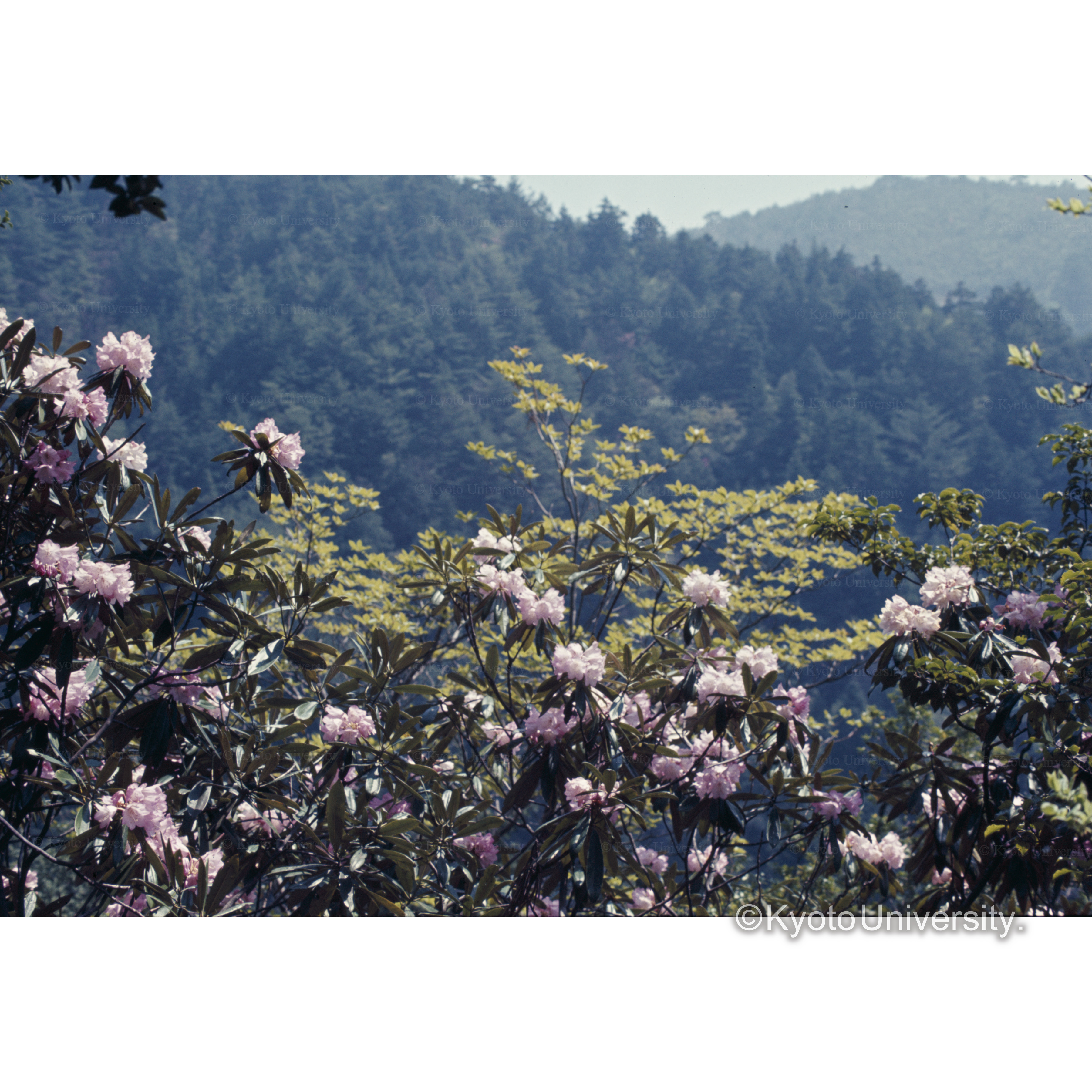 岩屋不動（雲ヶ畑) (1)