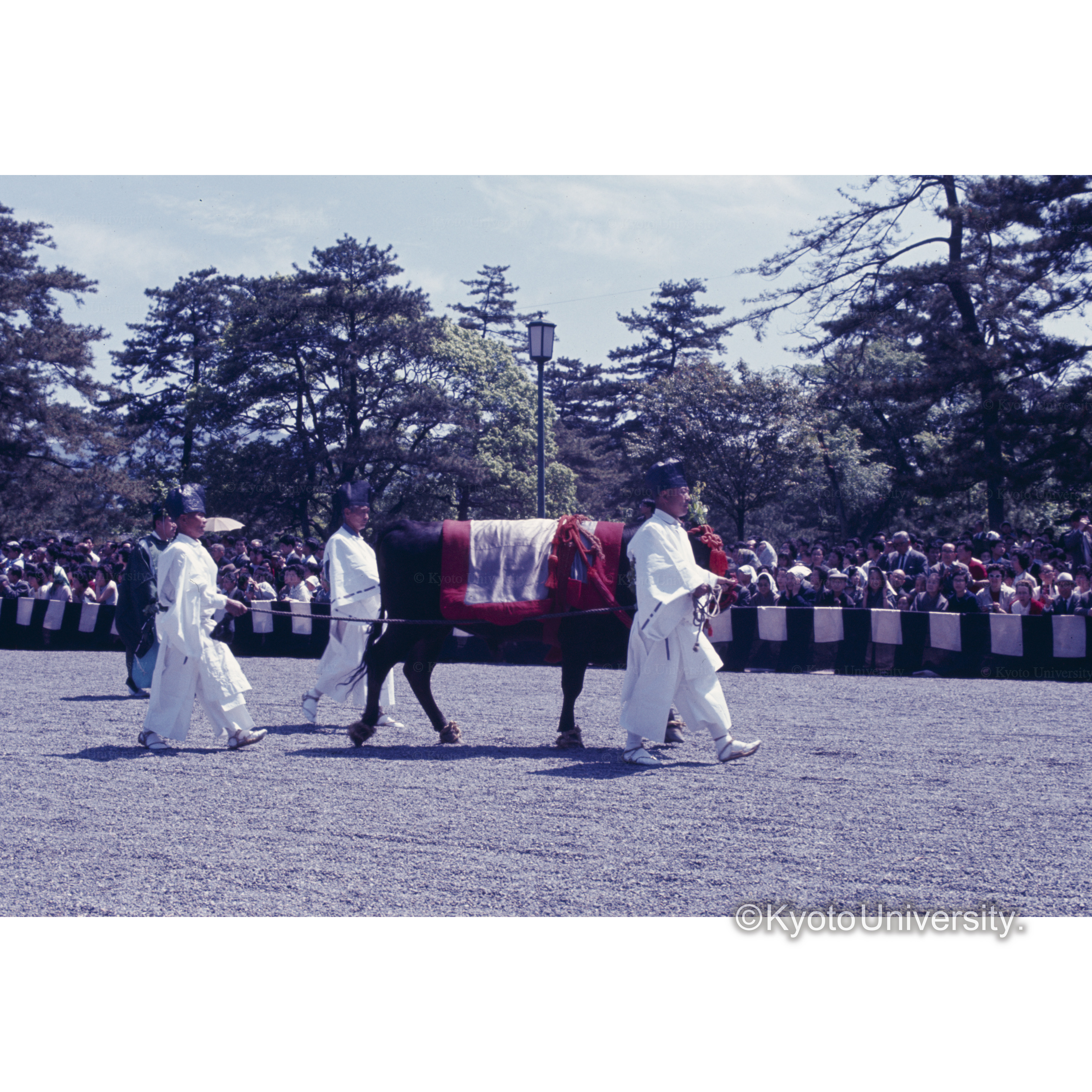 あおいまつり (1)