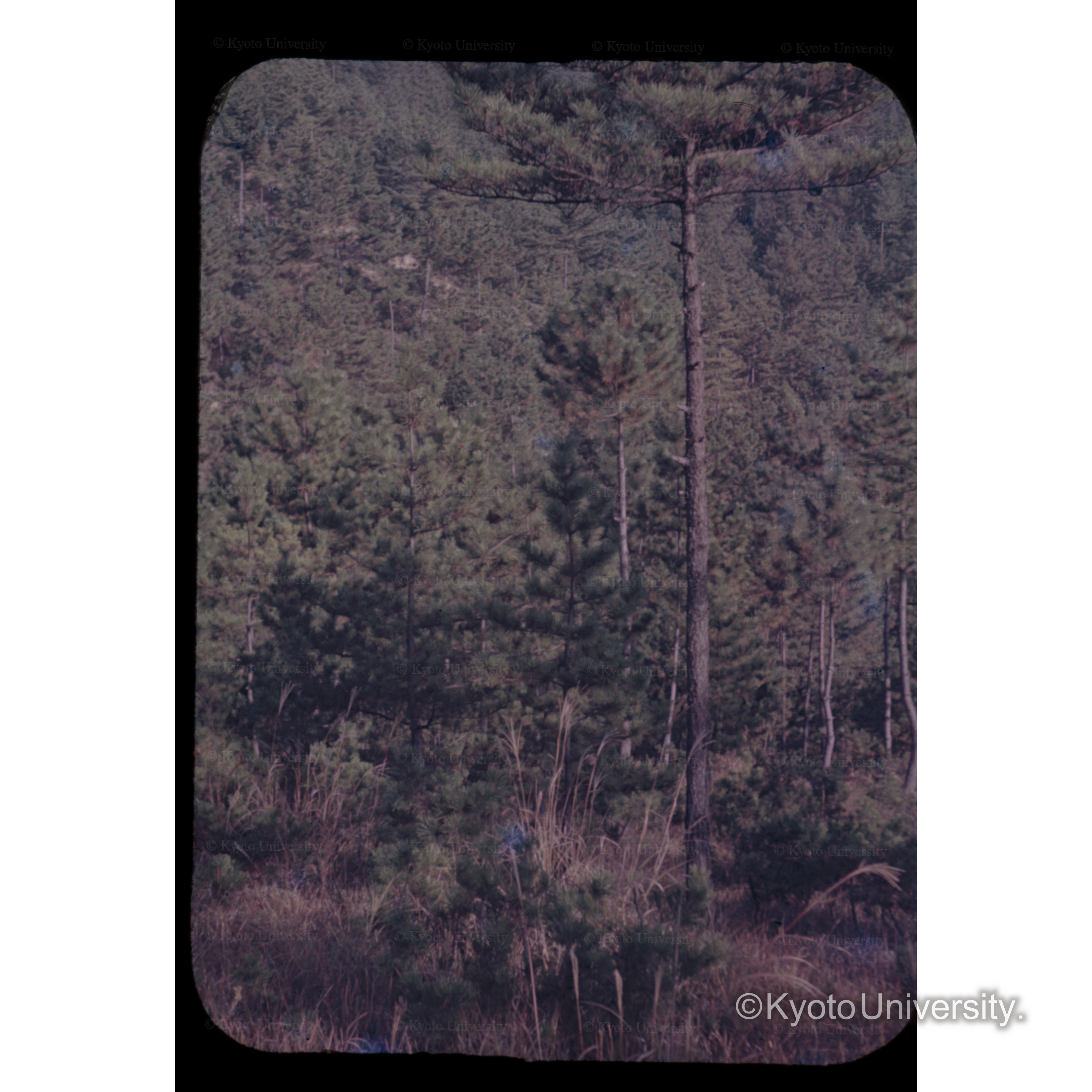 屋島下アカマツ択伐展示林 (1)