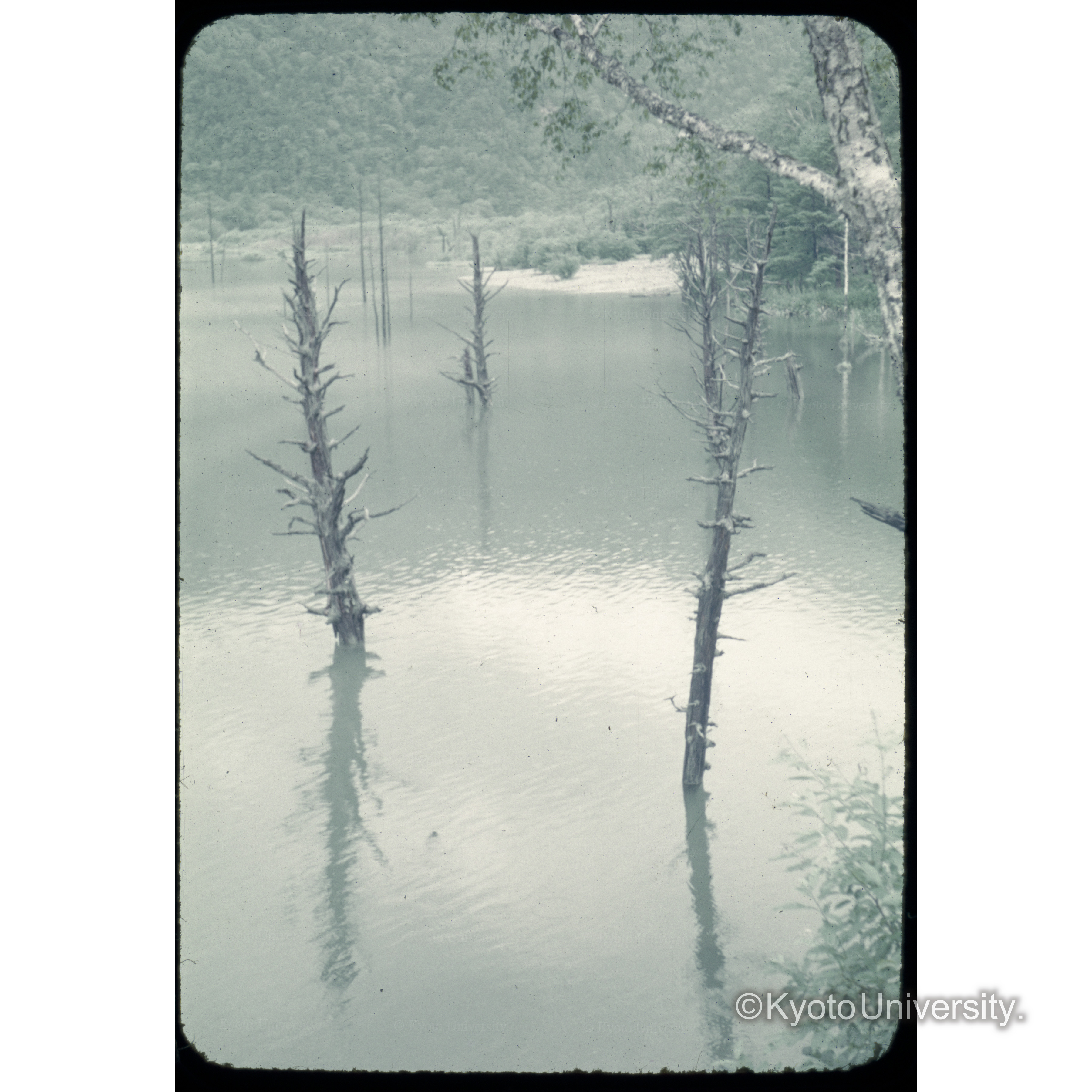 上高地大正池 (1)