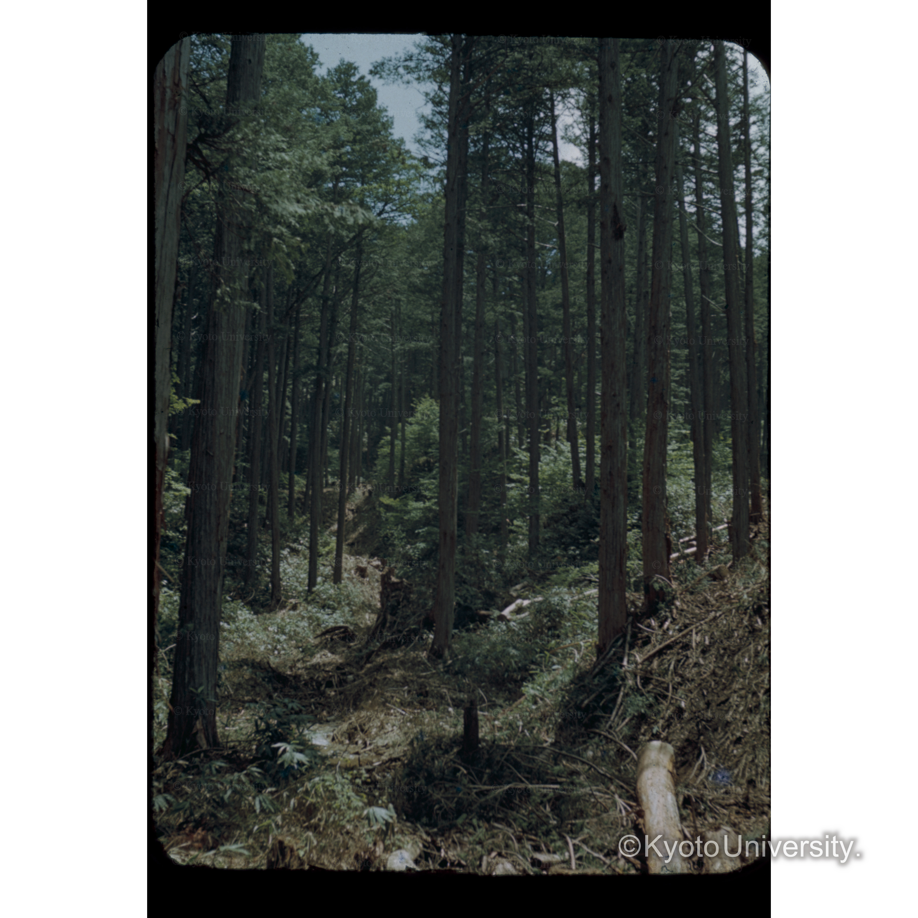 〔人工林林内〕 (1)