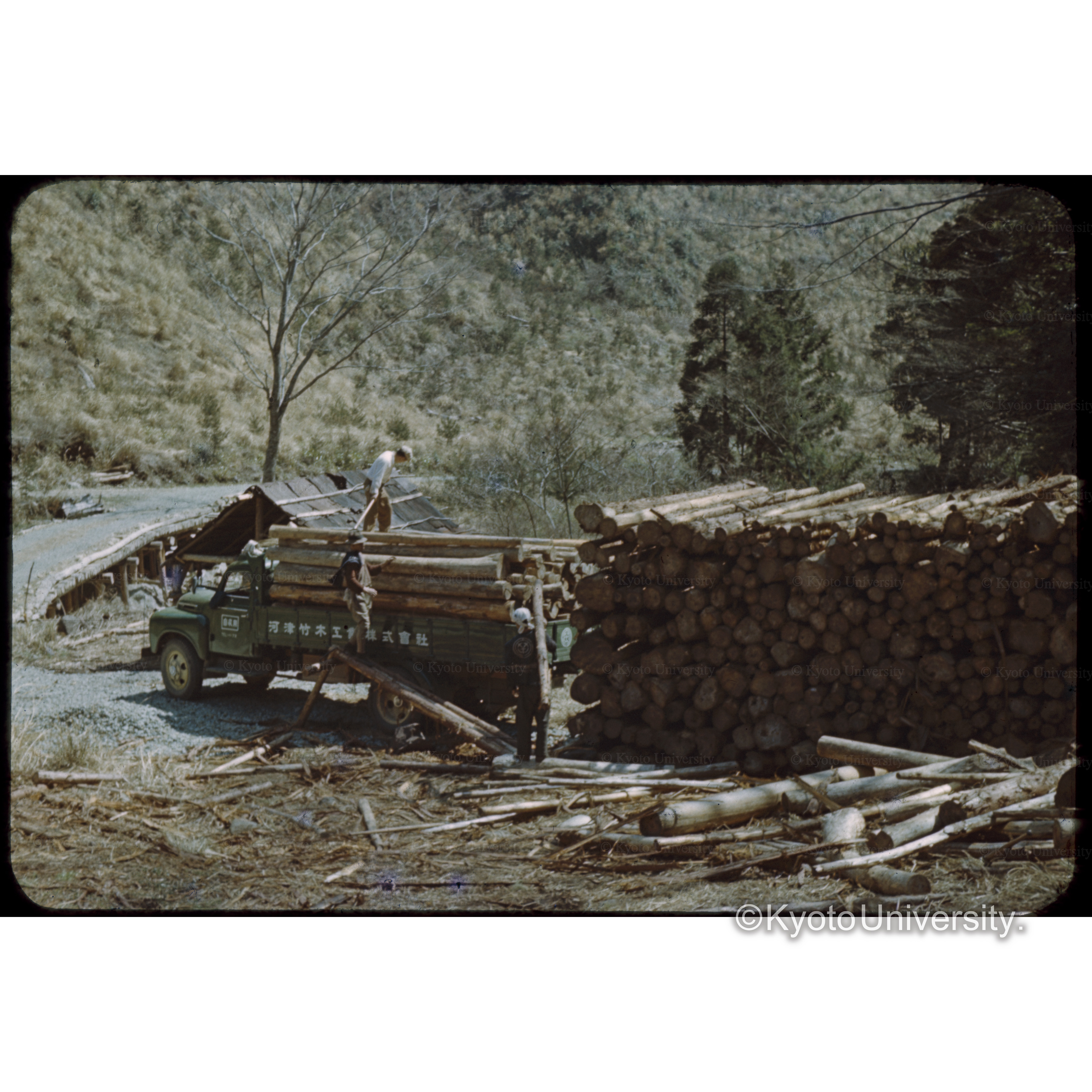 萩の入、天城国有林 (1)