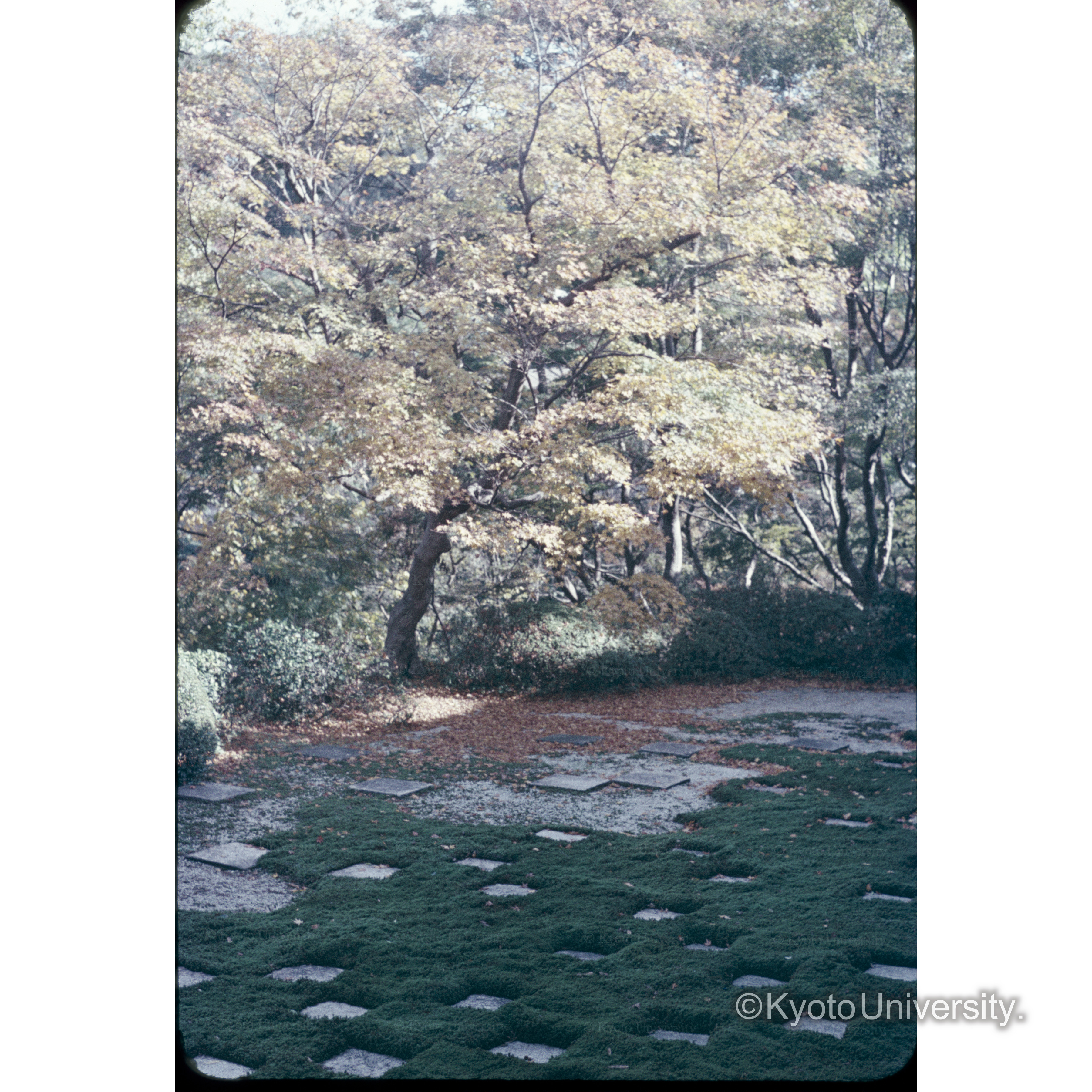 東福寺方丈北庭 (1)