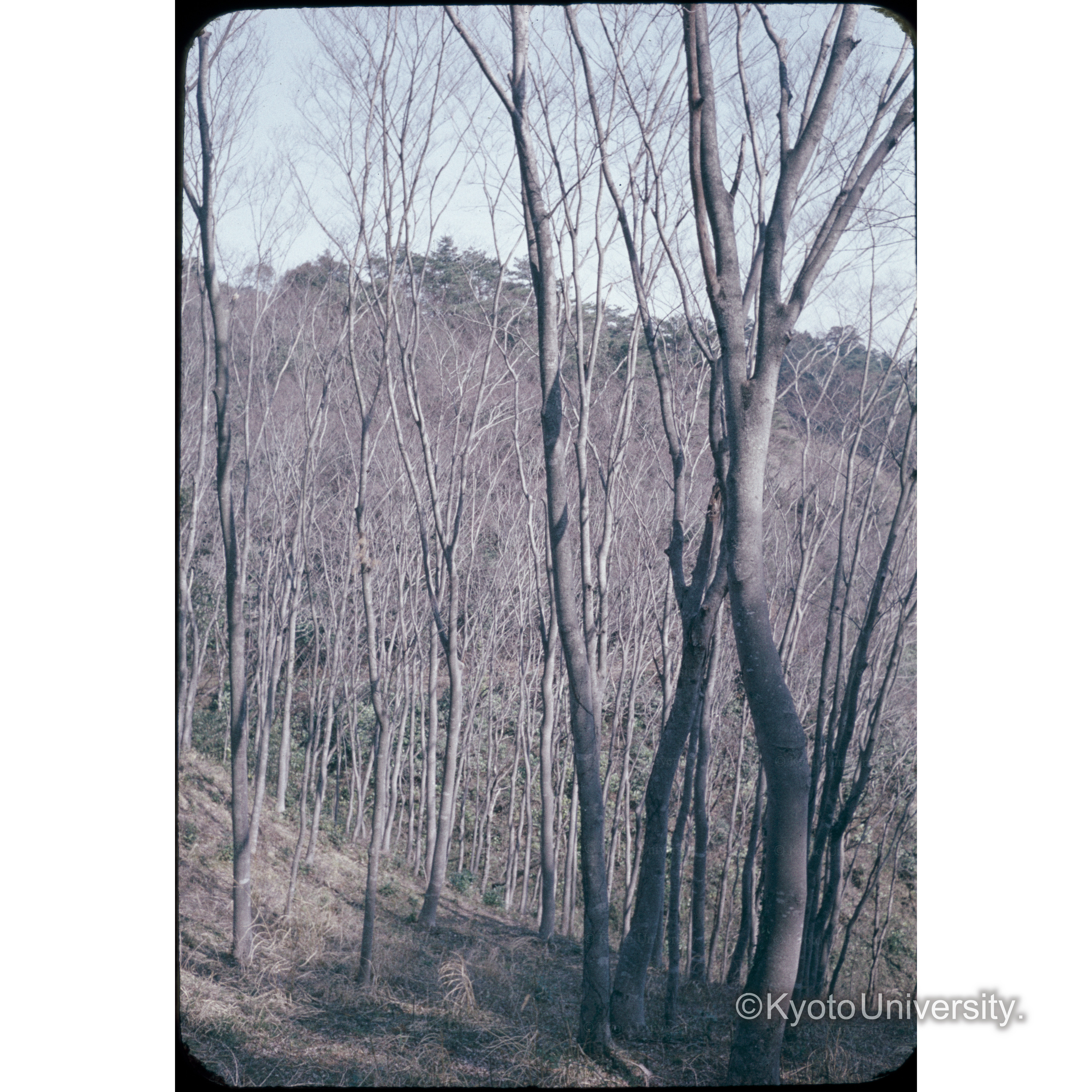 湯川、ケヤキ (1)