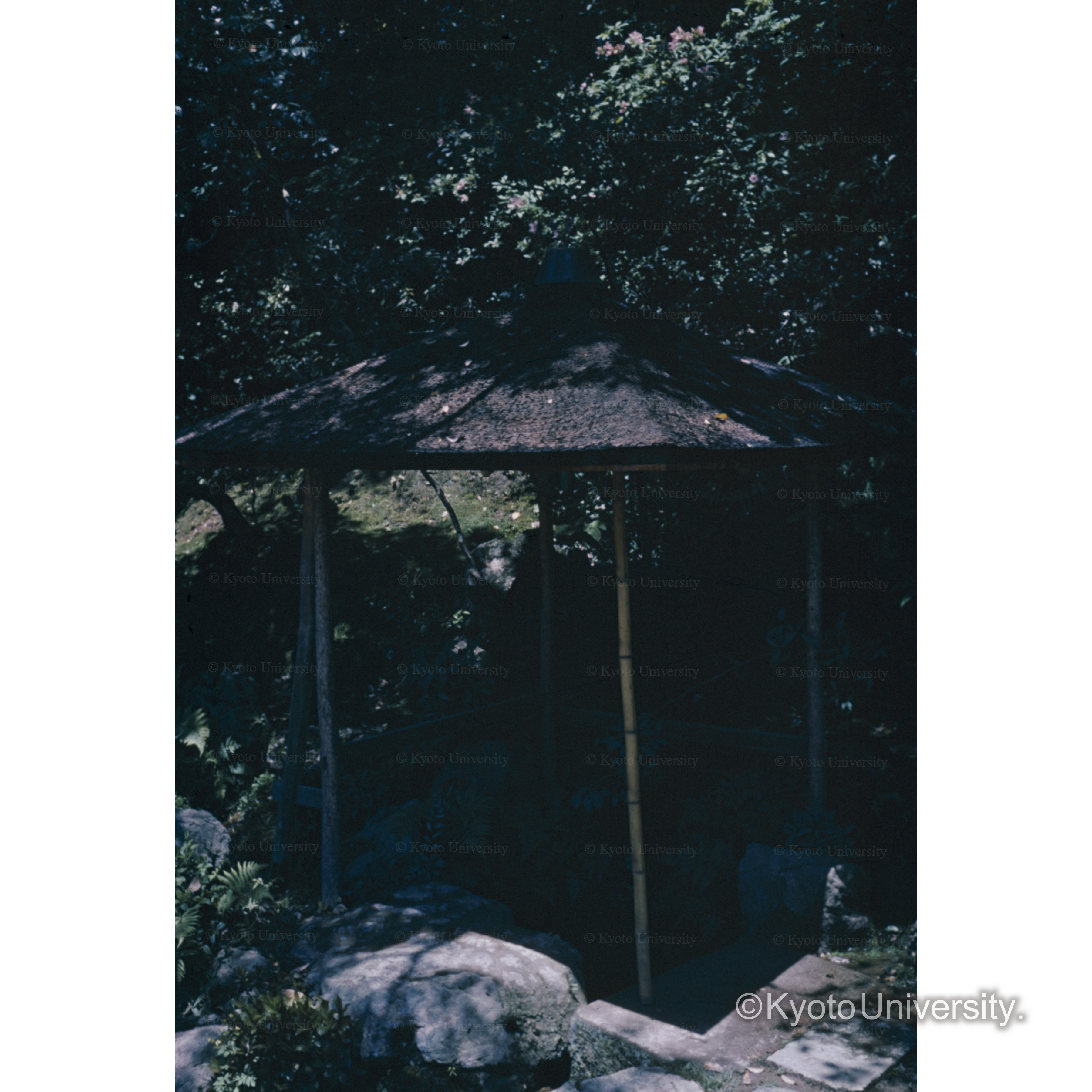 金閣寺　厳水下付近 (1)