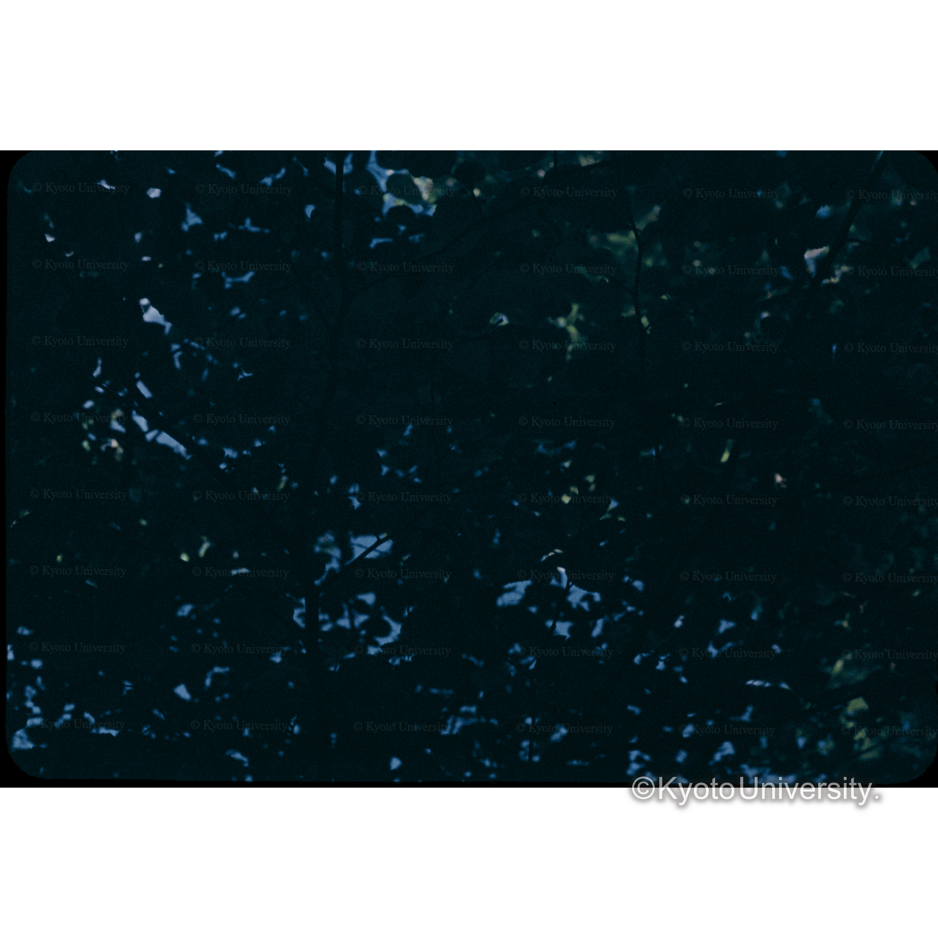 照葉樹　ヤマグワ (1)