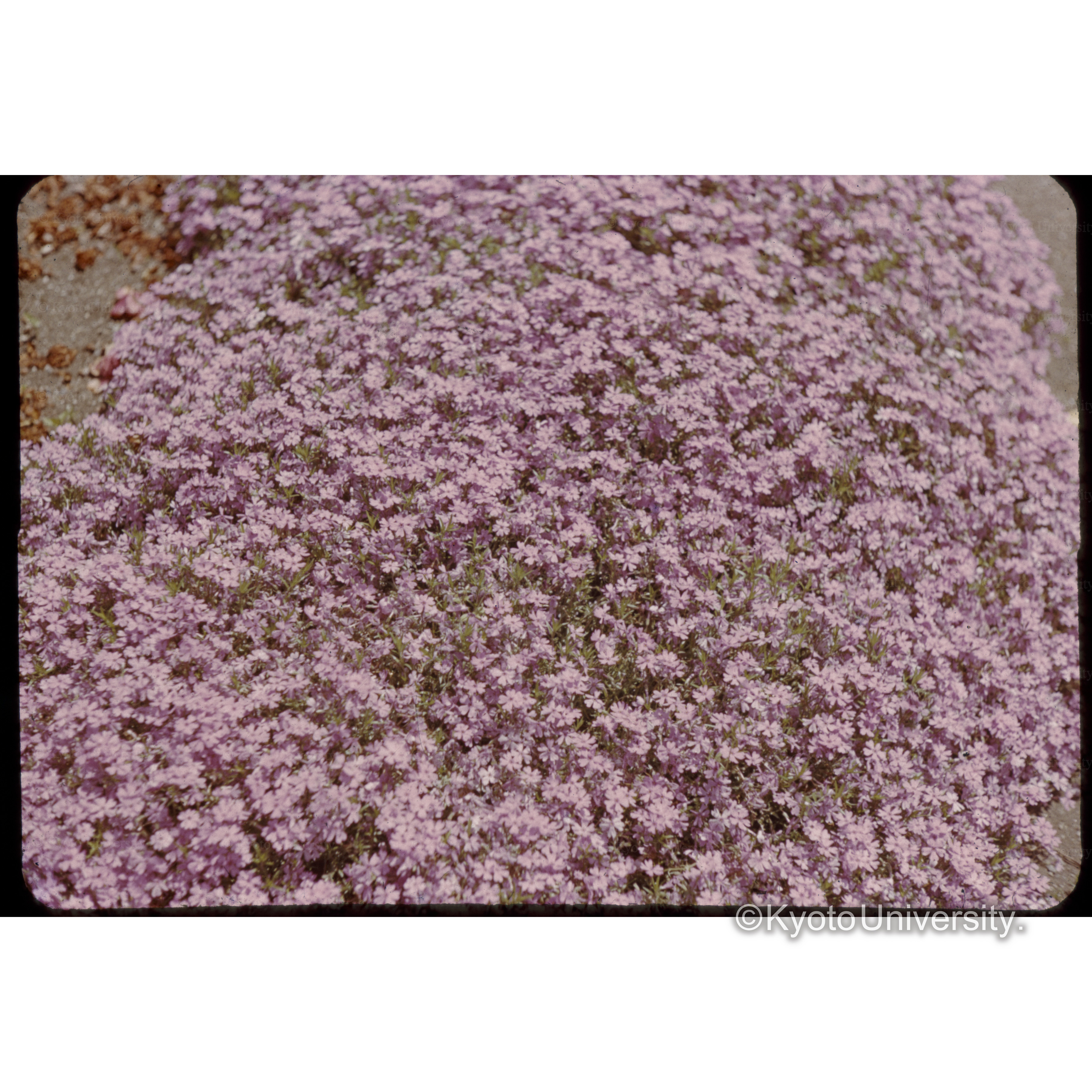 〔シバザクラ〕 (1)