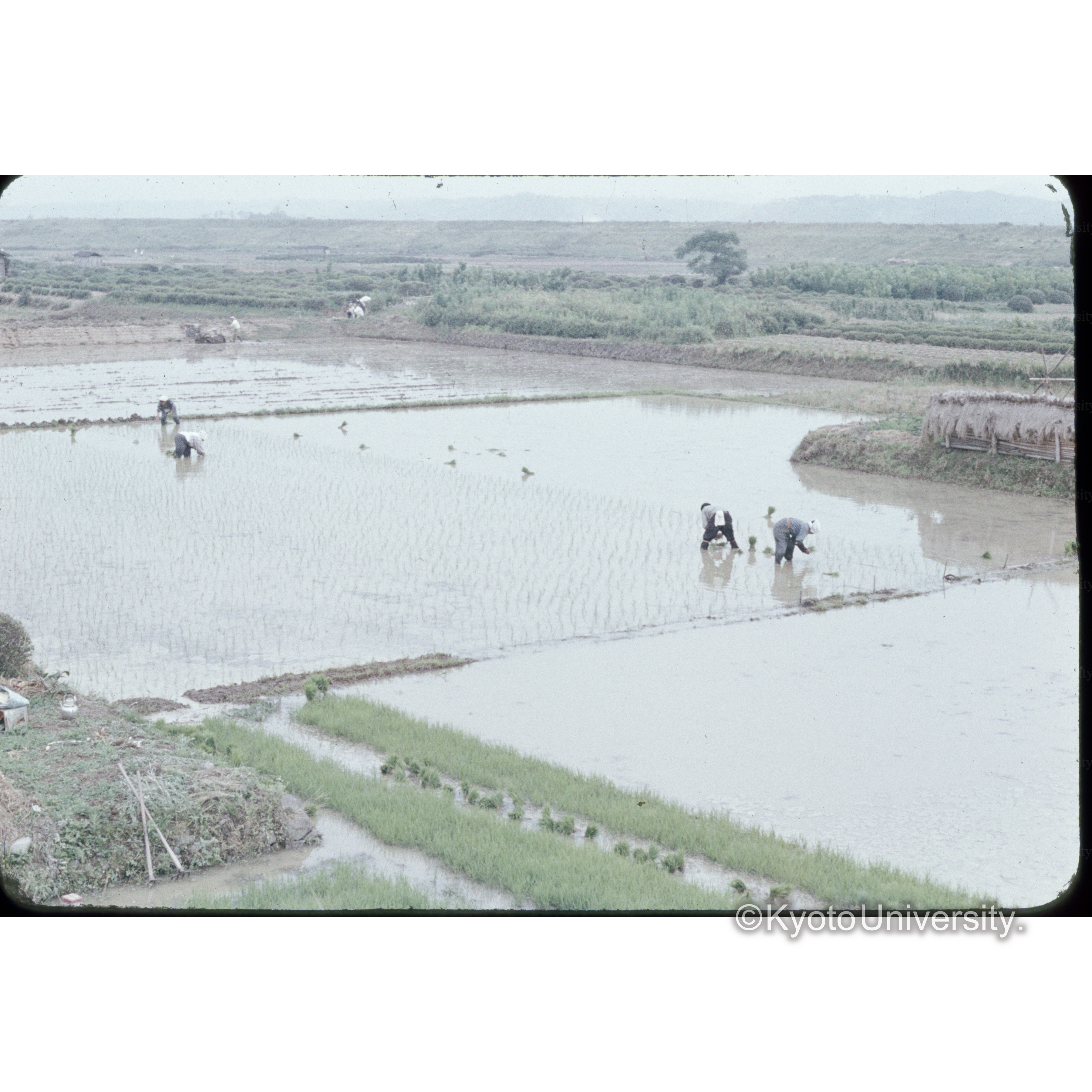 奈良−京都　田植 (1)