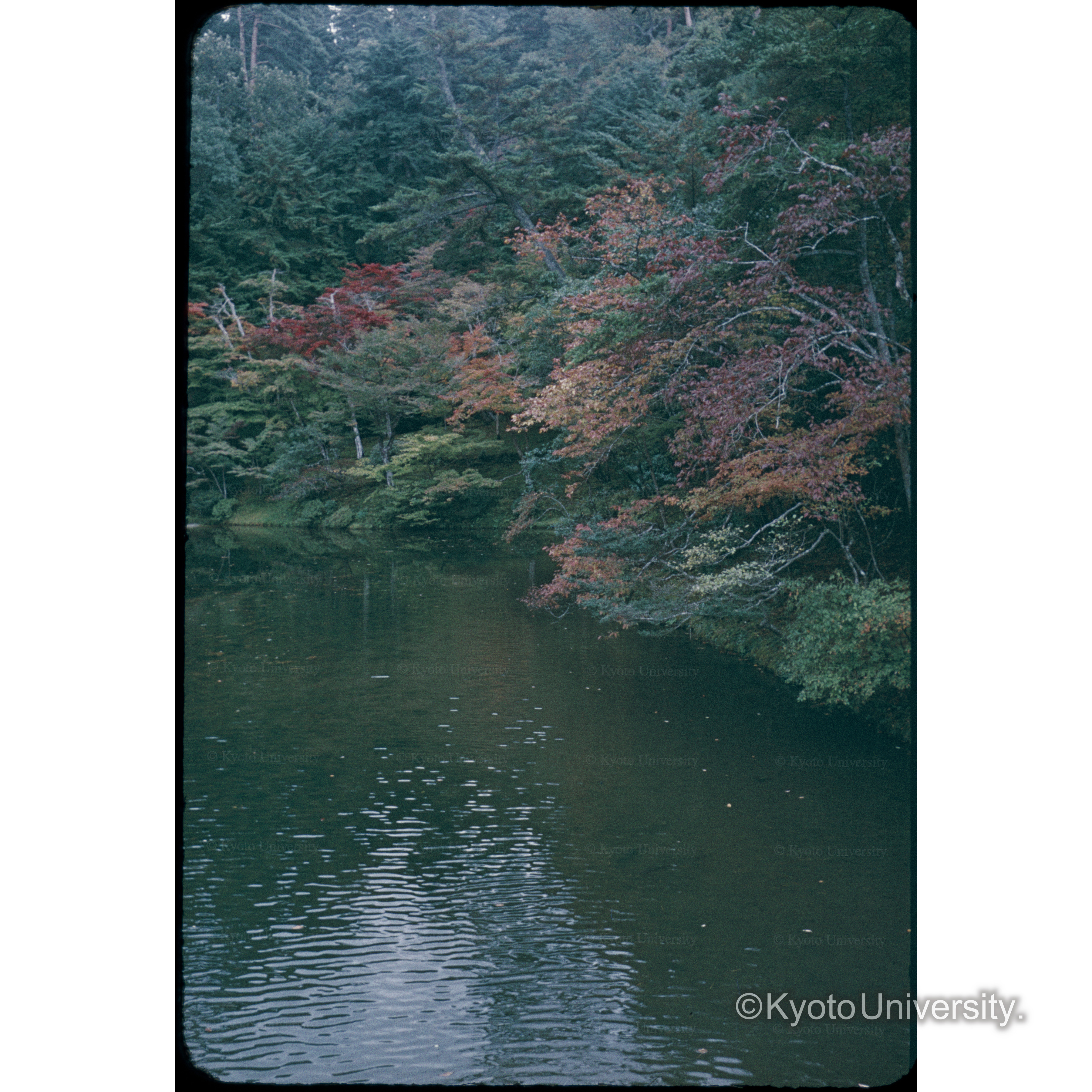 58 修学院上(もみじ含) (1)