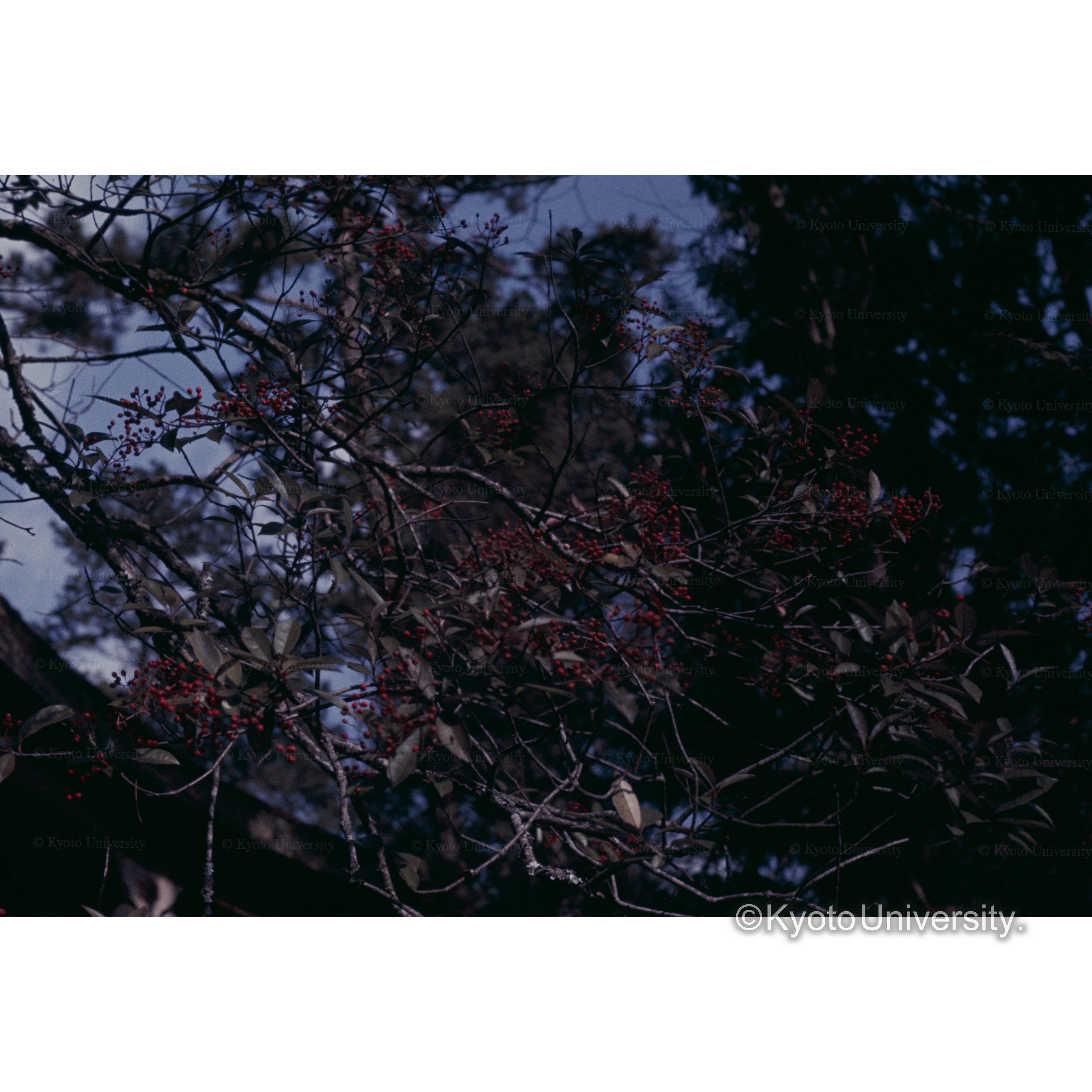 モチの実（日吉神社） (1)