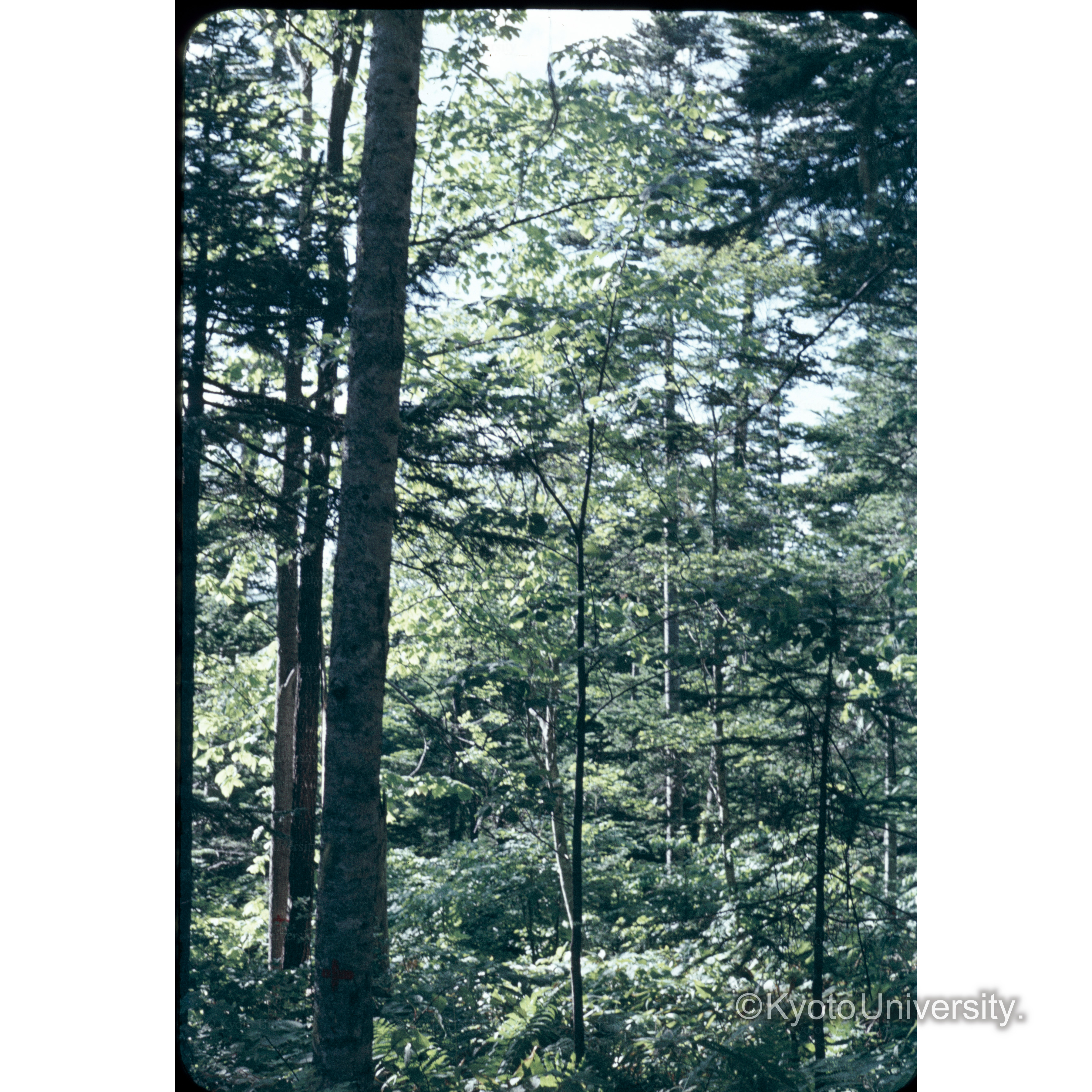 照葉樹 18林班 (1)