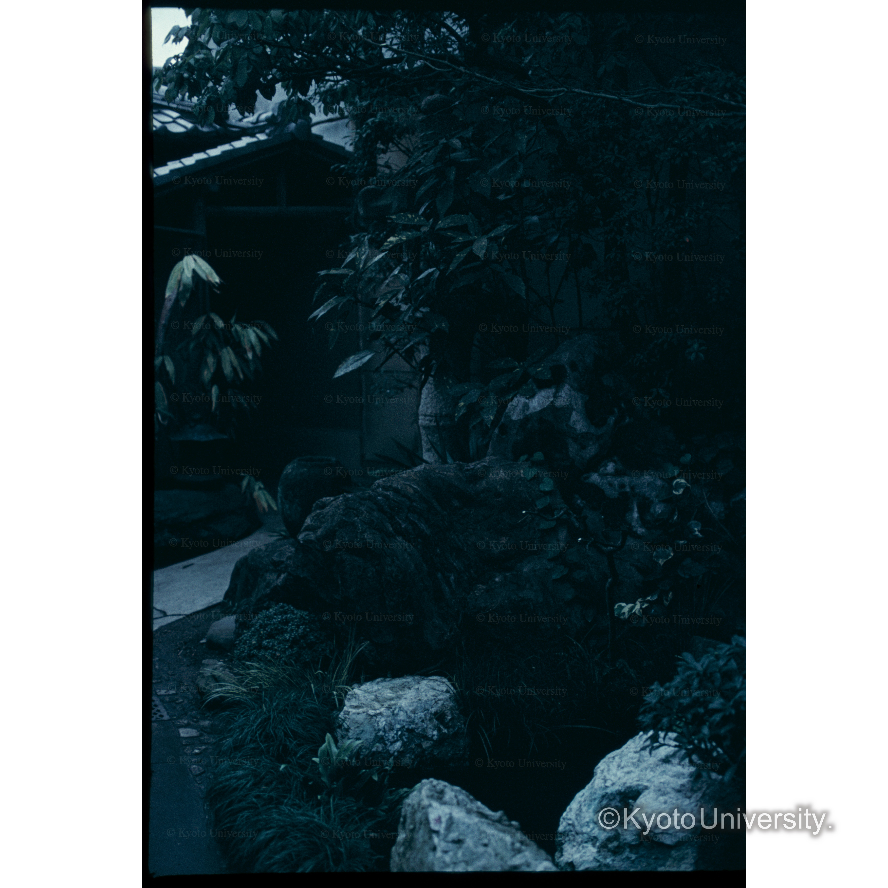 神御氏化石の庭 (1)